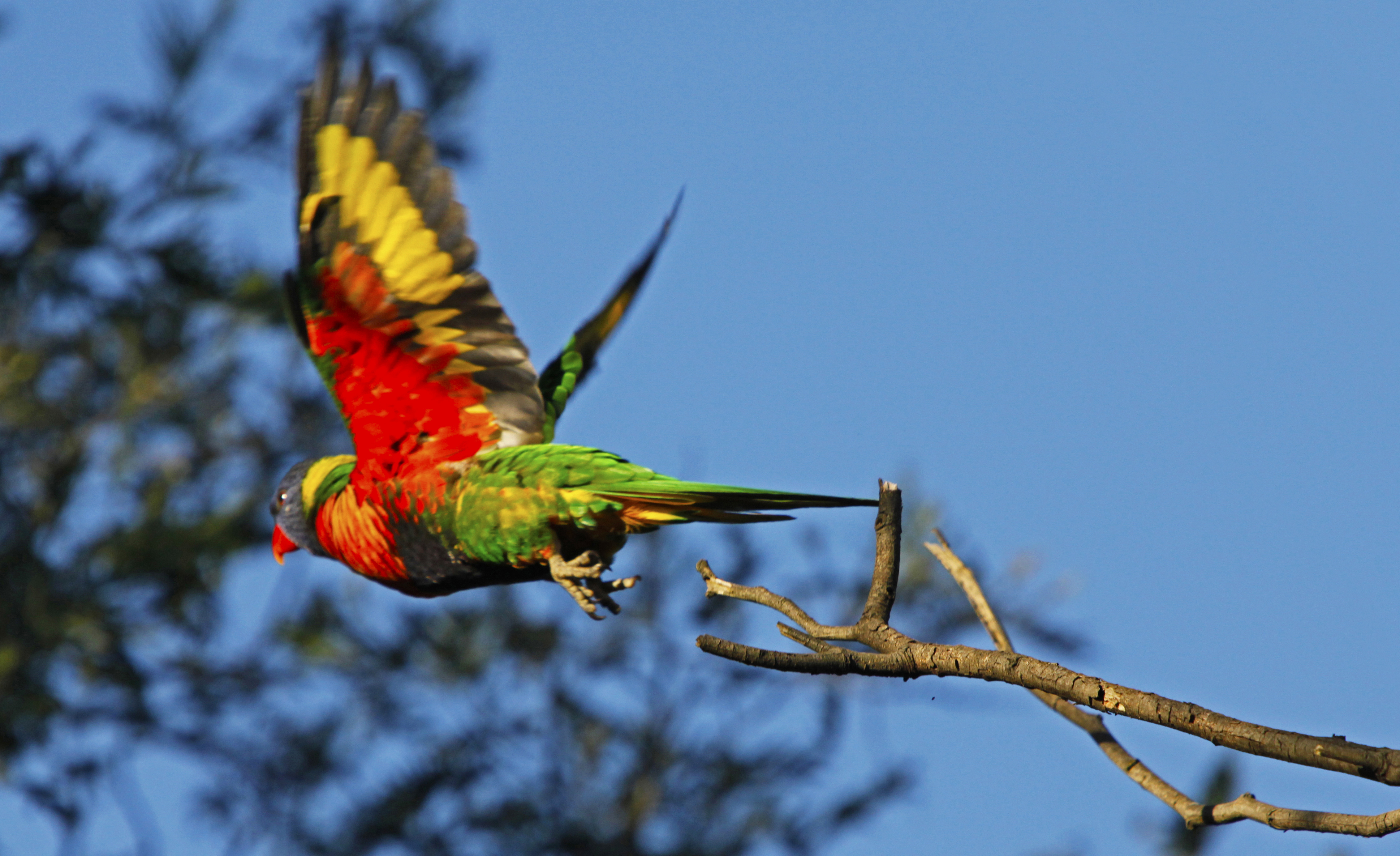 Bird Bokeh Branch Flight Parrot Rainbow Lorikeet Wings 4525x2769
