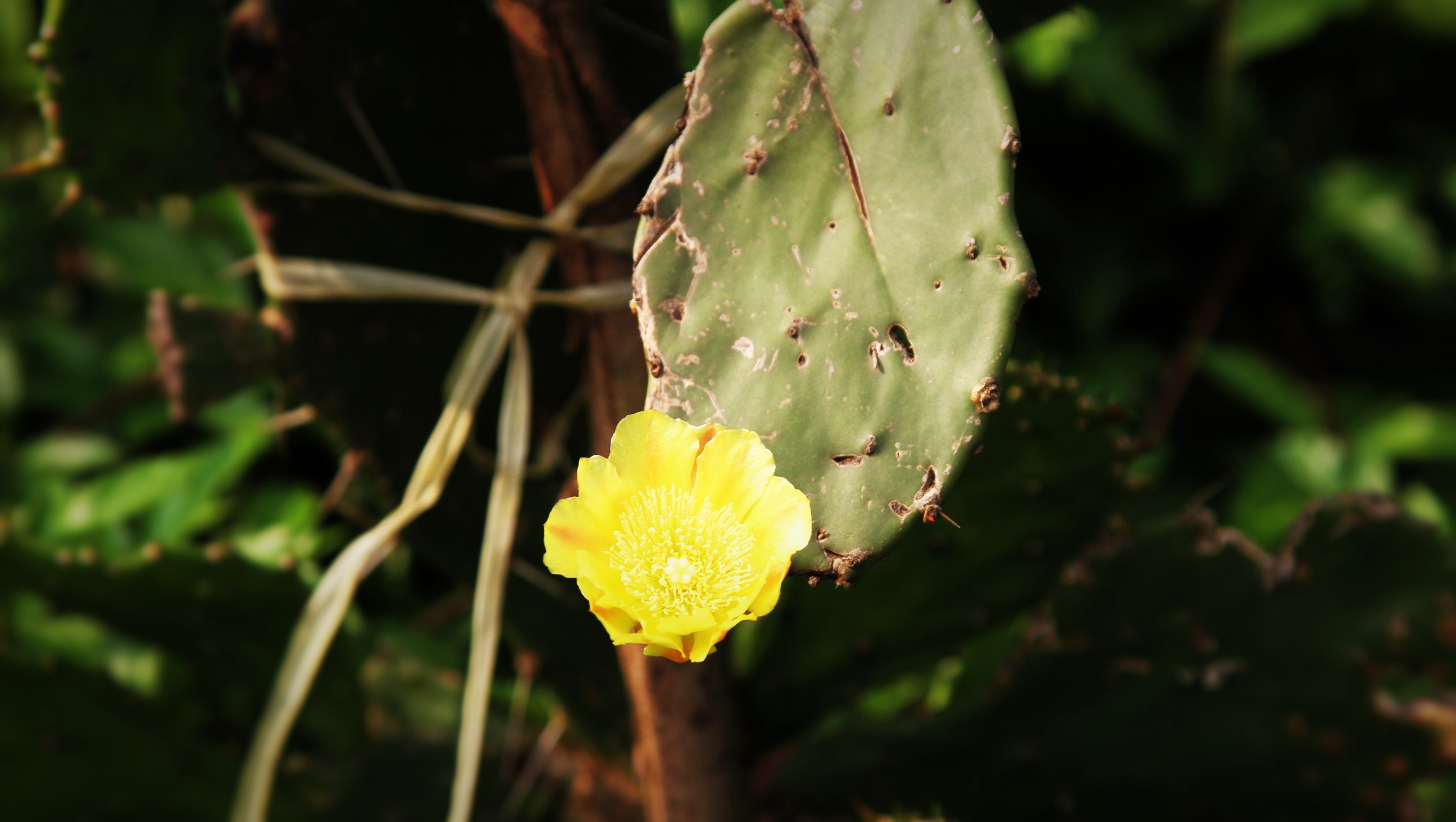 Cactus Flower Yellow Flower 2592x1464