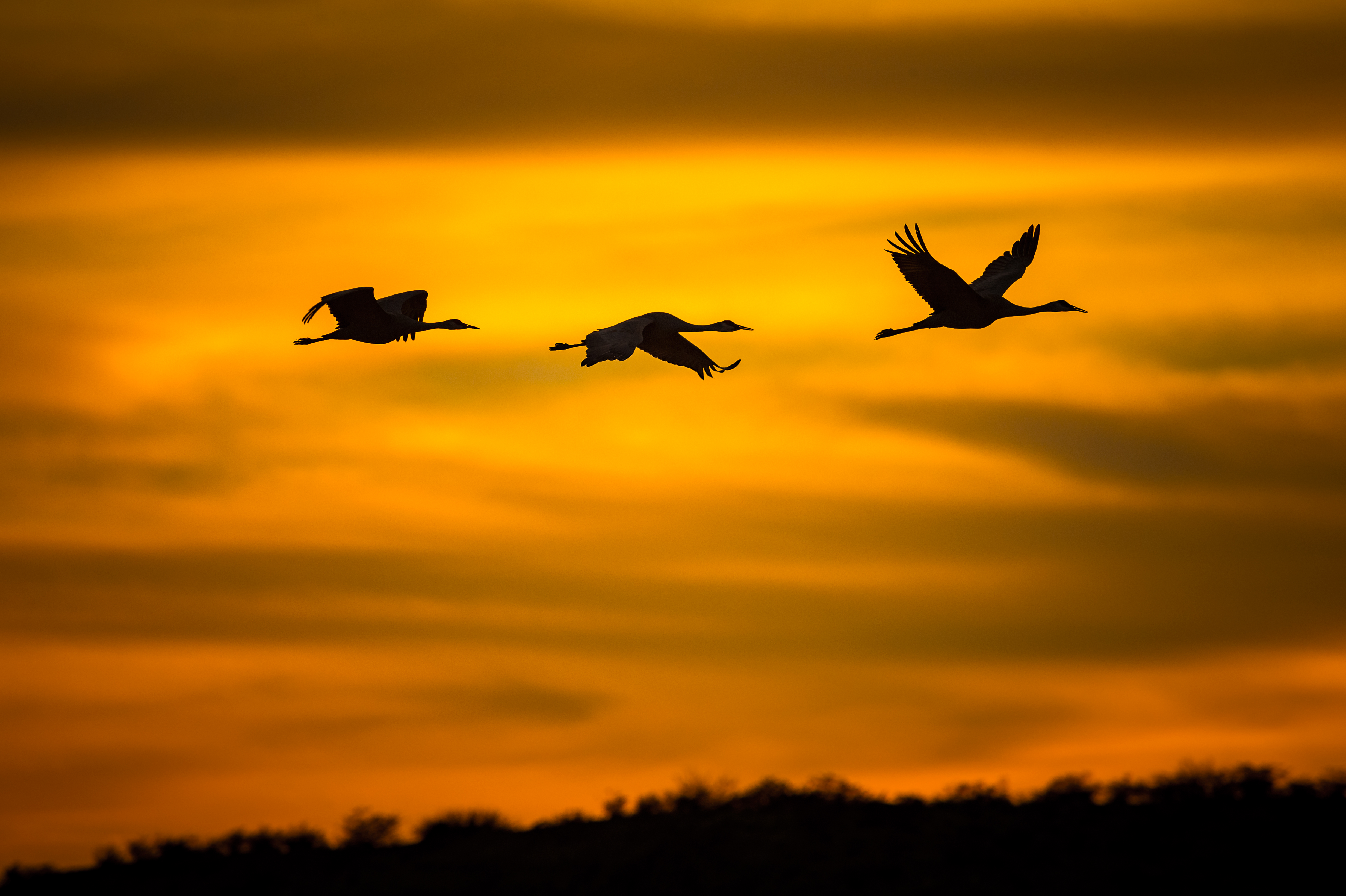 Crane Flight Silhouette Sky Sunset 4928x3280