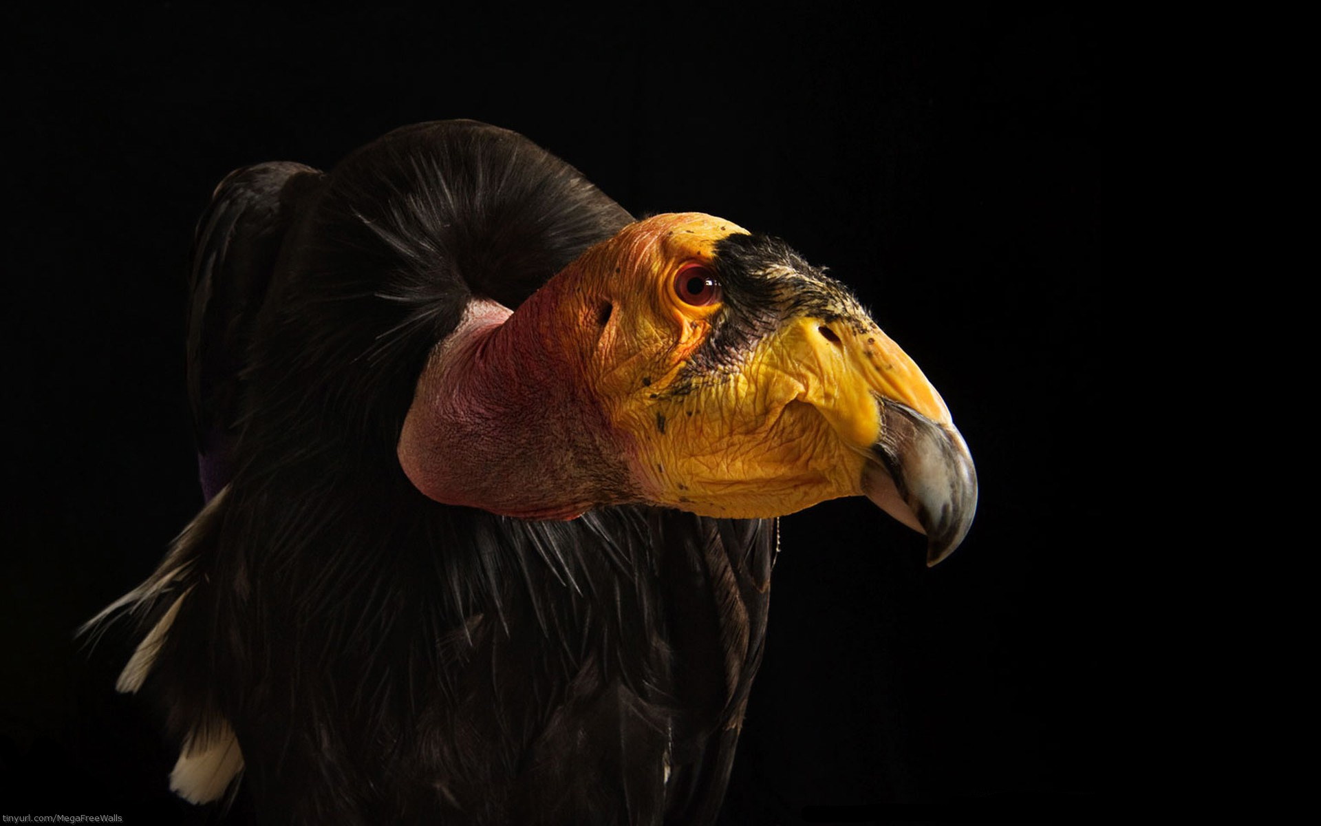 Animal Bird Black Vulture 1920x1200