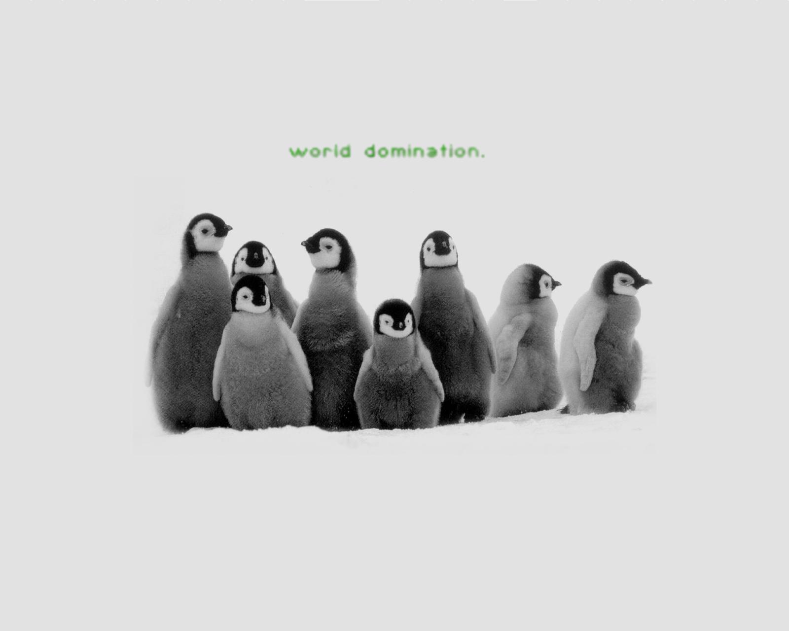 Bird Fluffy Penguin 1600x1280