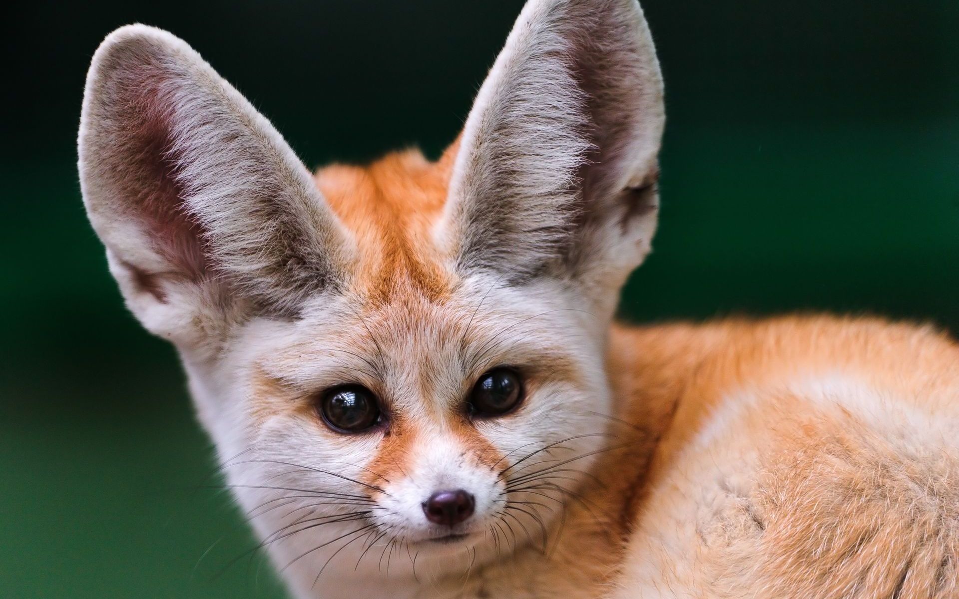 Animal Fennec Fox 1920x1200