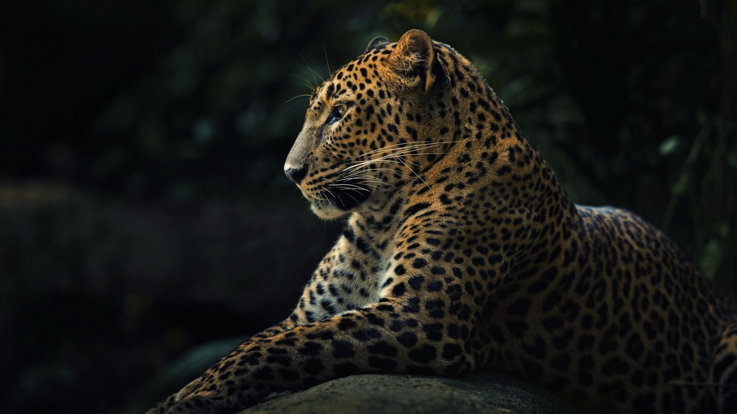 Leopard Whiskers 2560x1440