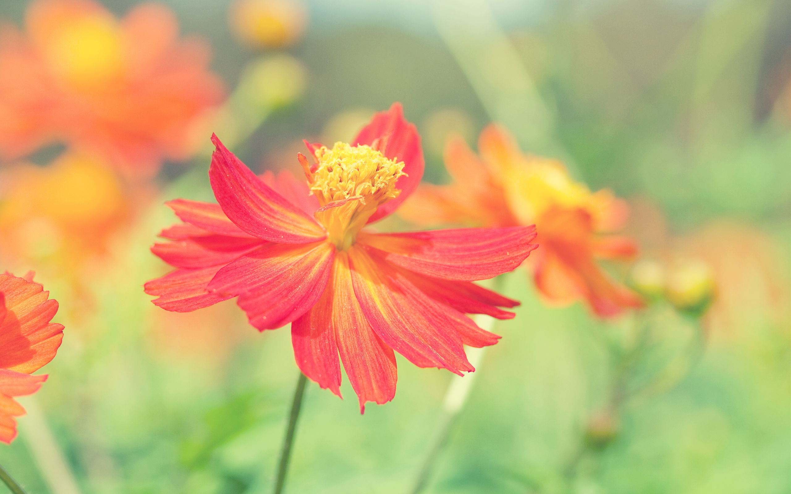 Cosmos Flower Nature 2560x1600