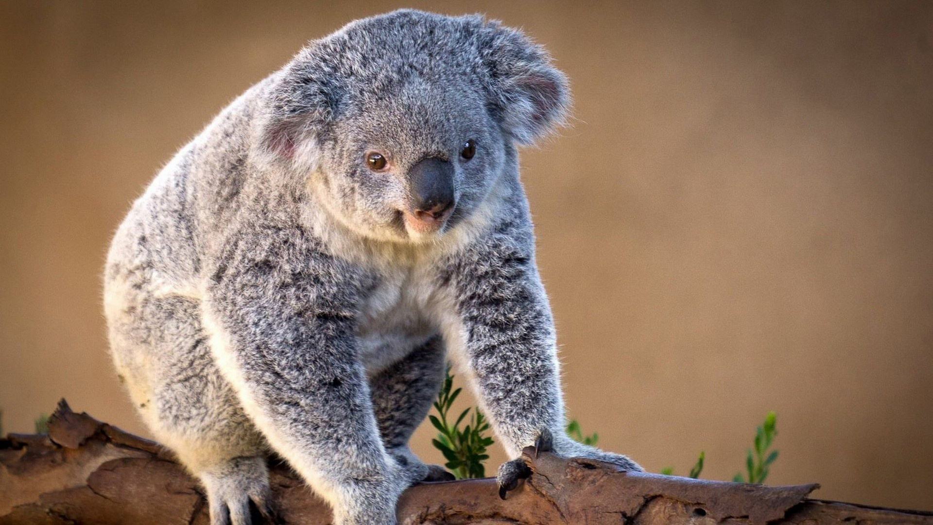 Animal Koala 1920x1080