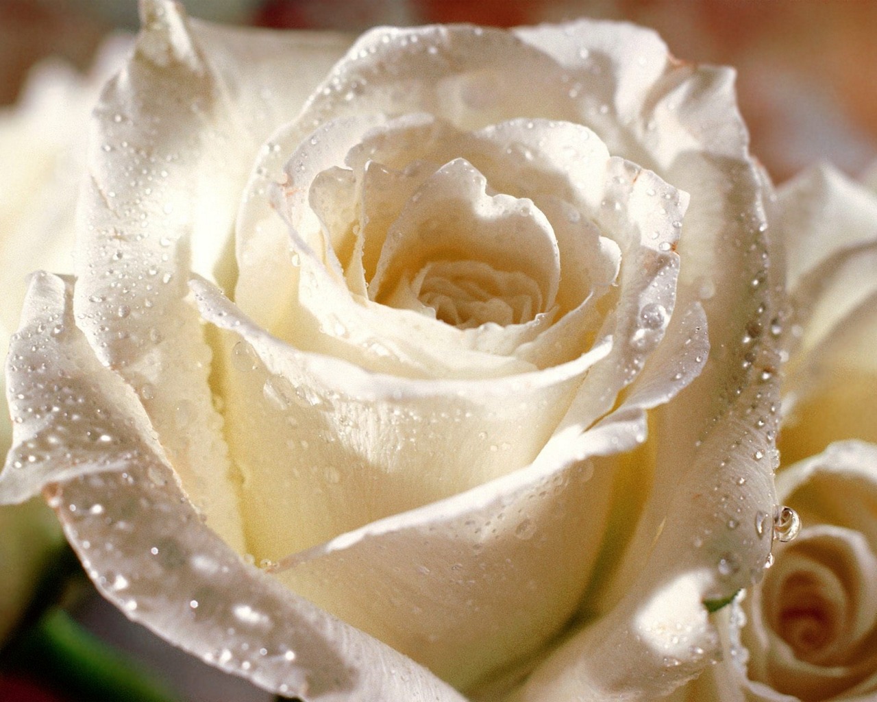 Flower Rose Water Drop White Rose 1280x1024