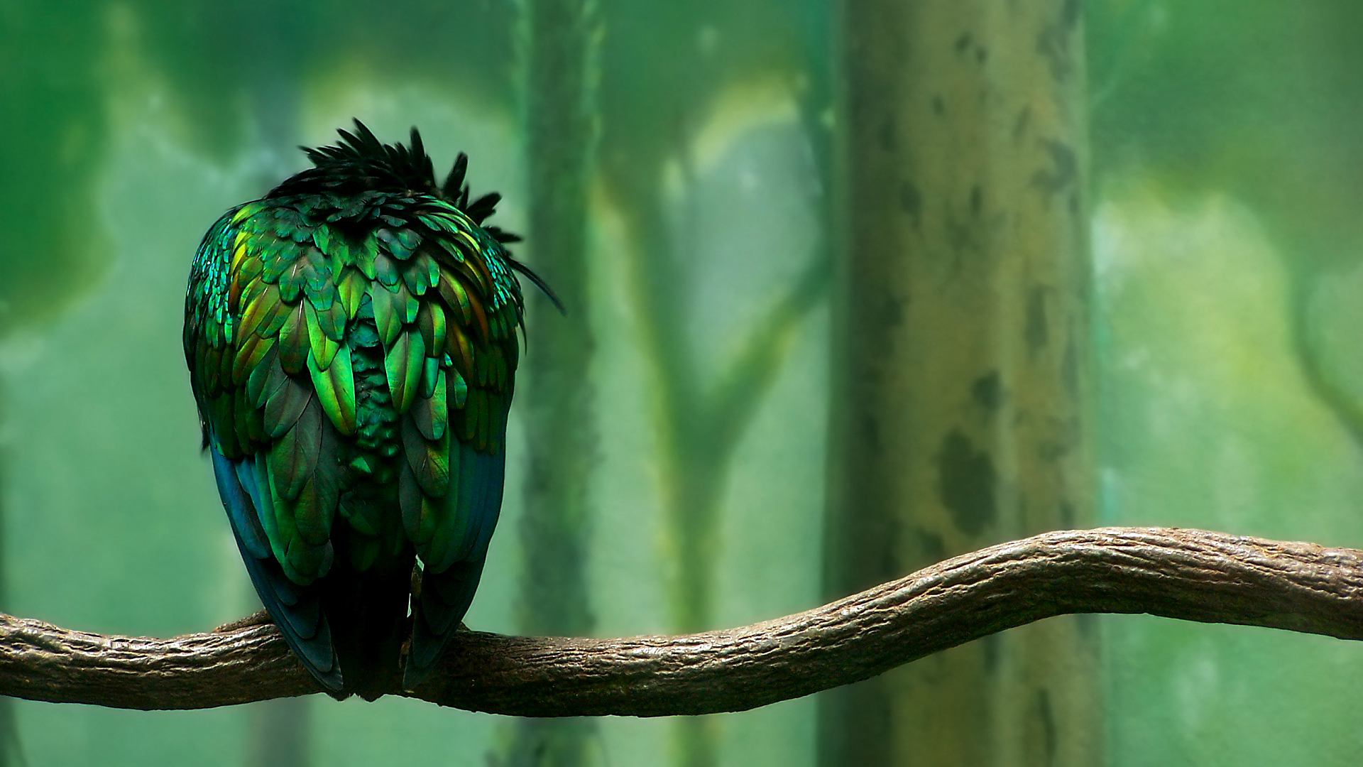 Artistic Bird Branch Cgi Colors Green Photography Tree Tropical Wilderness 1920x1080