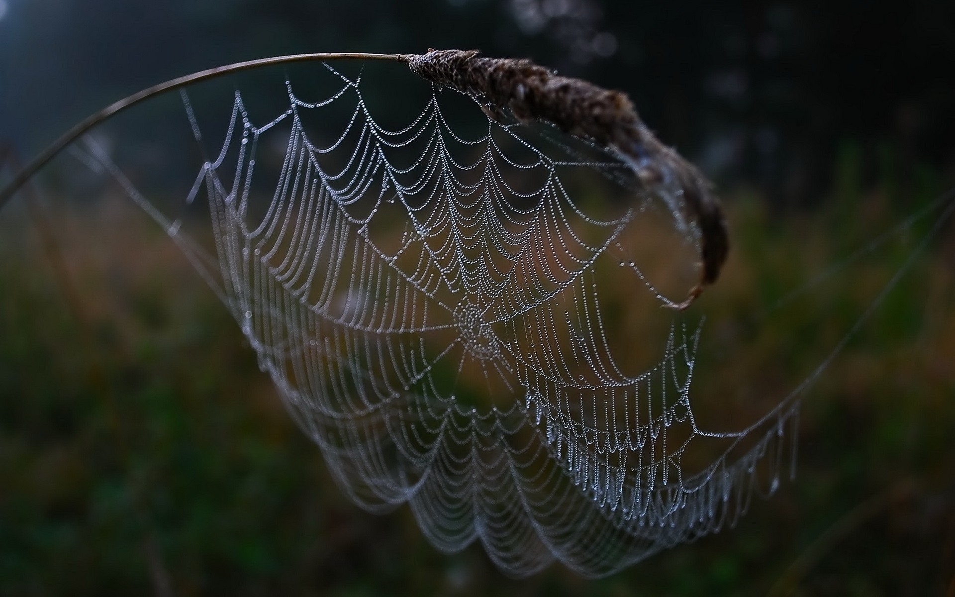 Photography Spider Web 1920x1200
