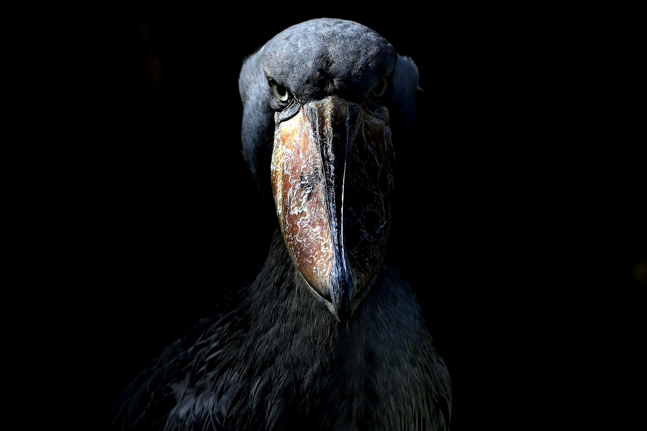 Animal Shoebill 2100x1401