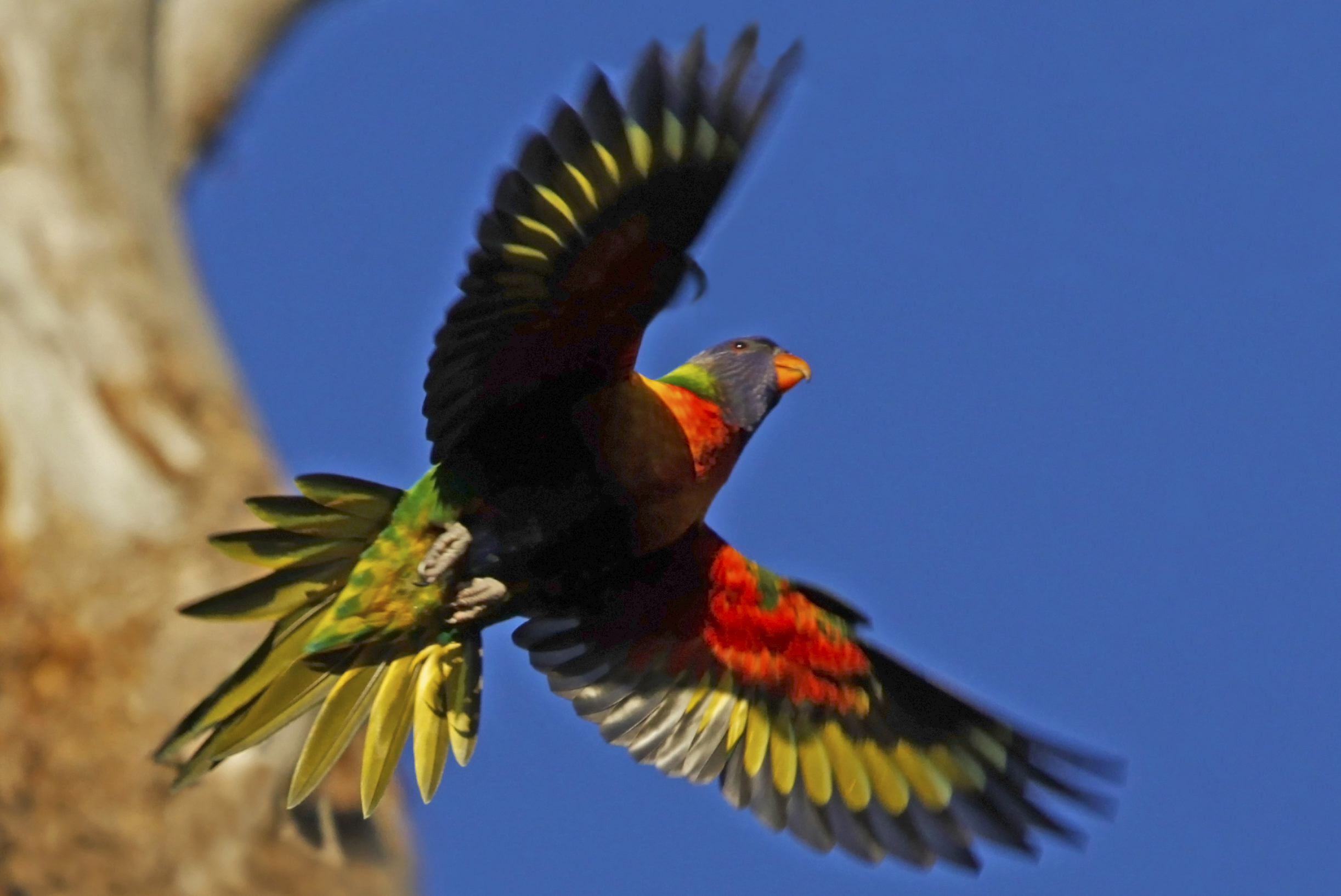 Bird Flight Flying Parrot Rainbow Lorikeet Sky Wings 2445x1635