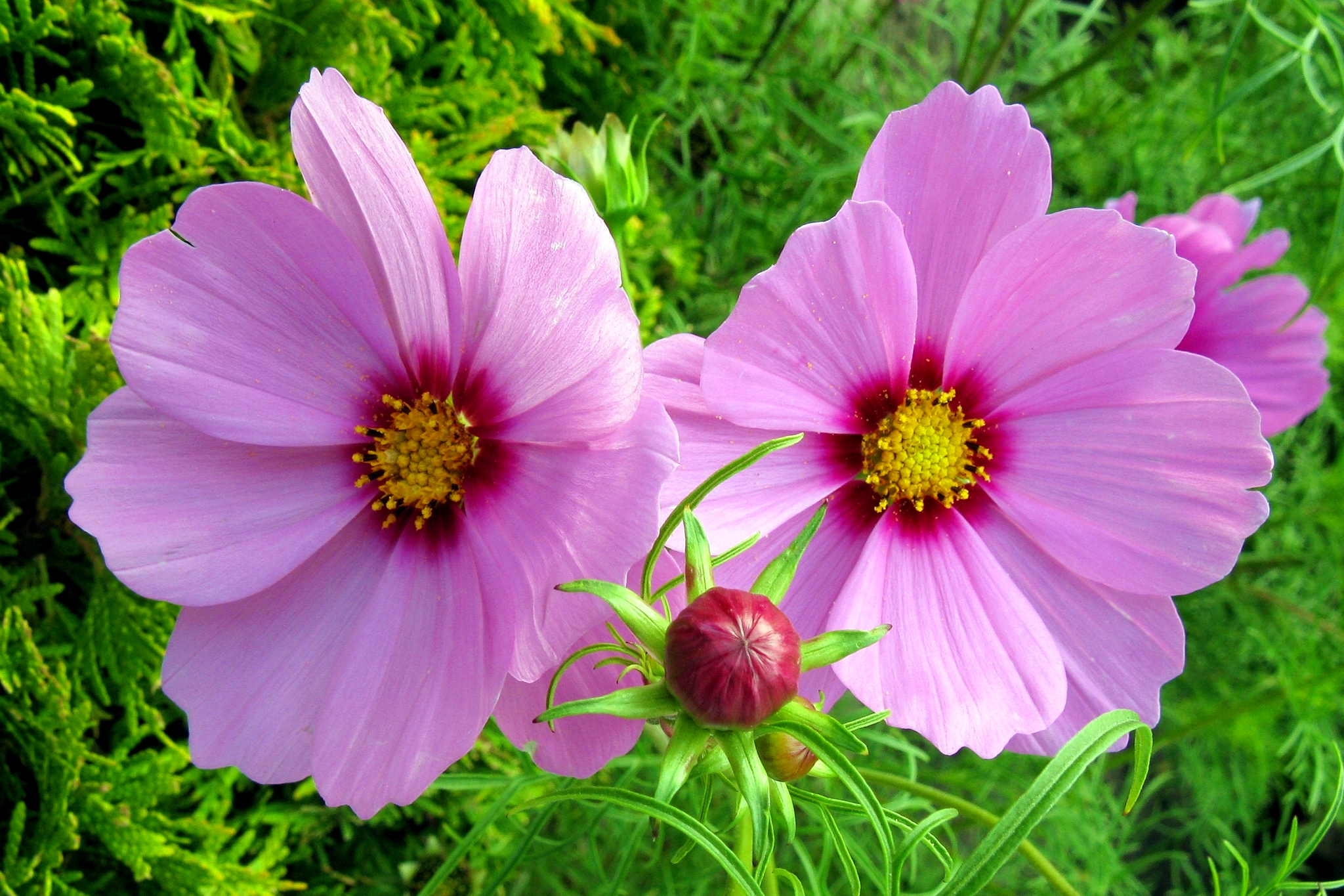 Close Up Cosmos Earth Flower Pink Flower 2048x1365