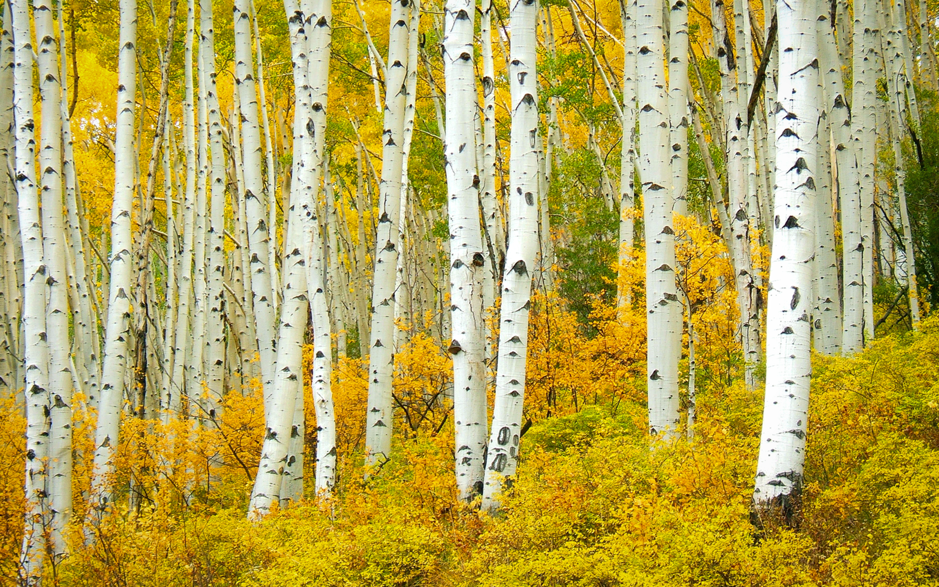 Birch Earth Fall Foliage Forest Tree 3840x2400
