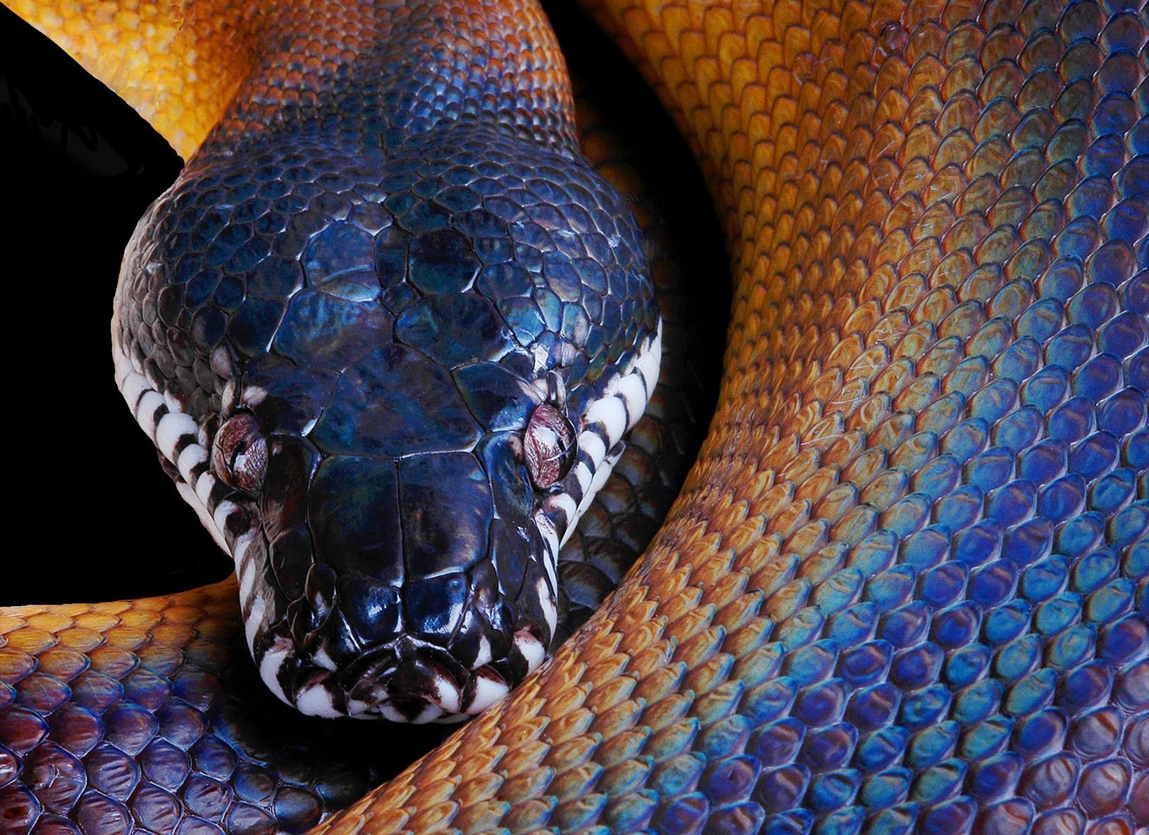 Animal Python 1650x1200