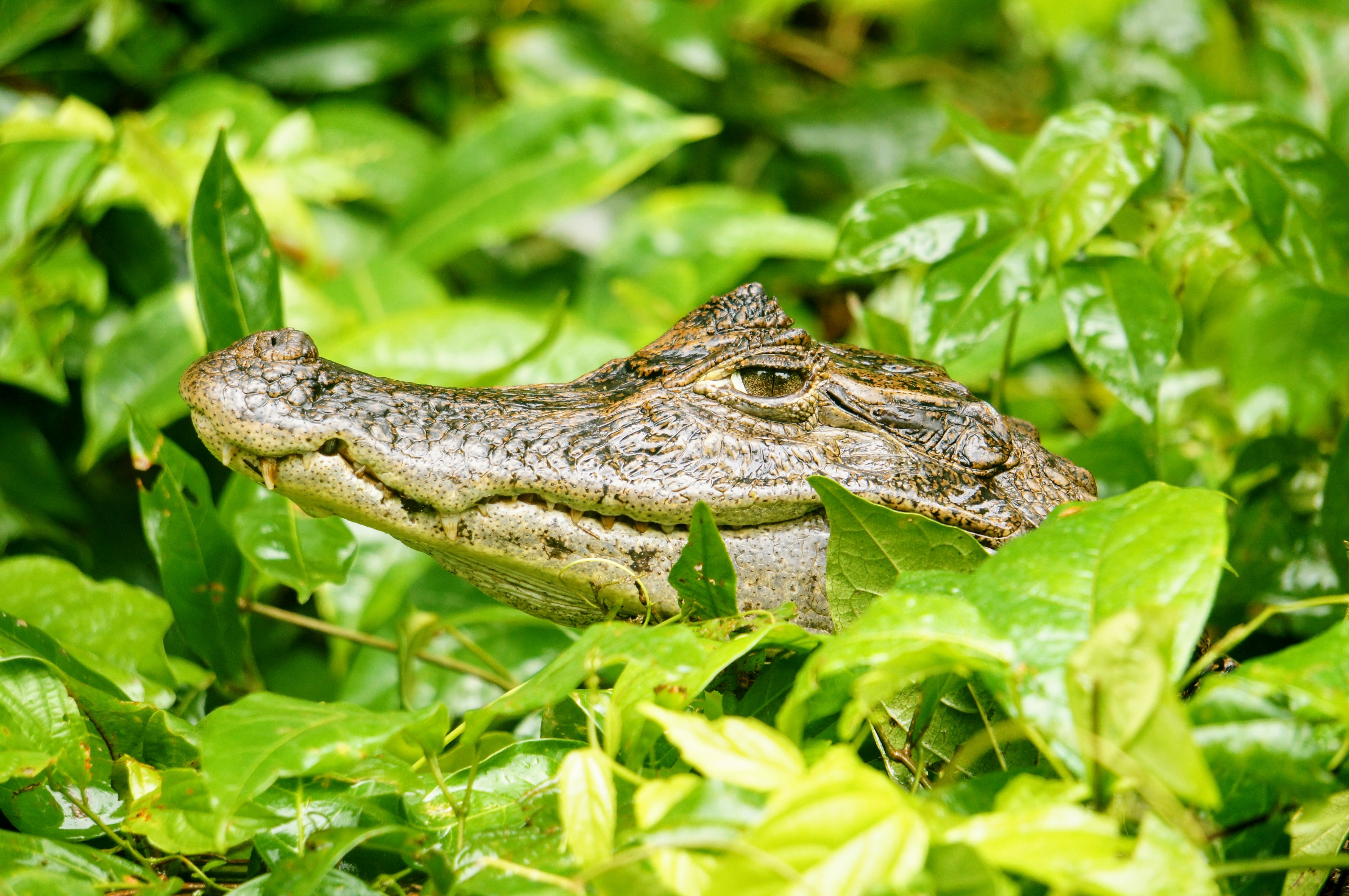 Caiman Leaf Reptile Wildlife 4912x3264