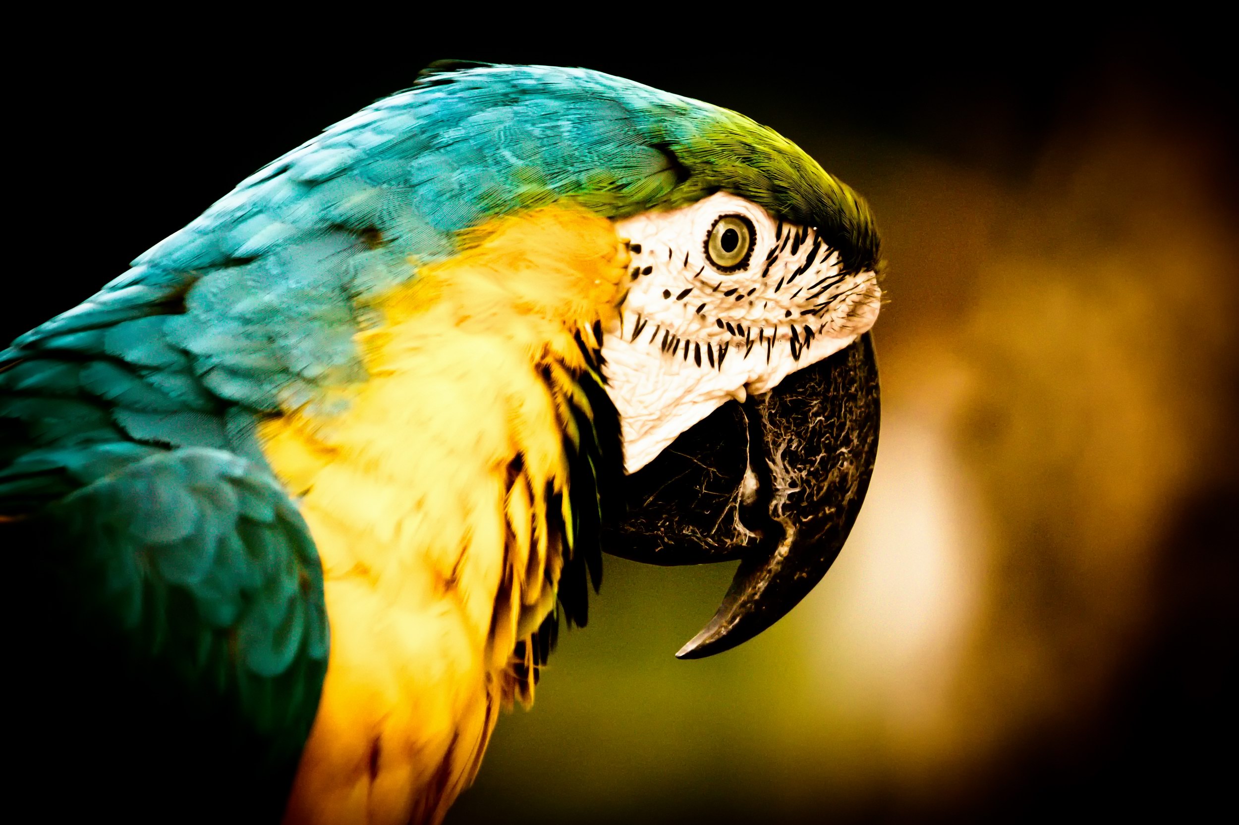 Animal Blue And Yellow Macaw 2500x1666