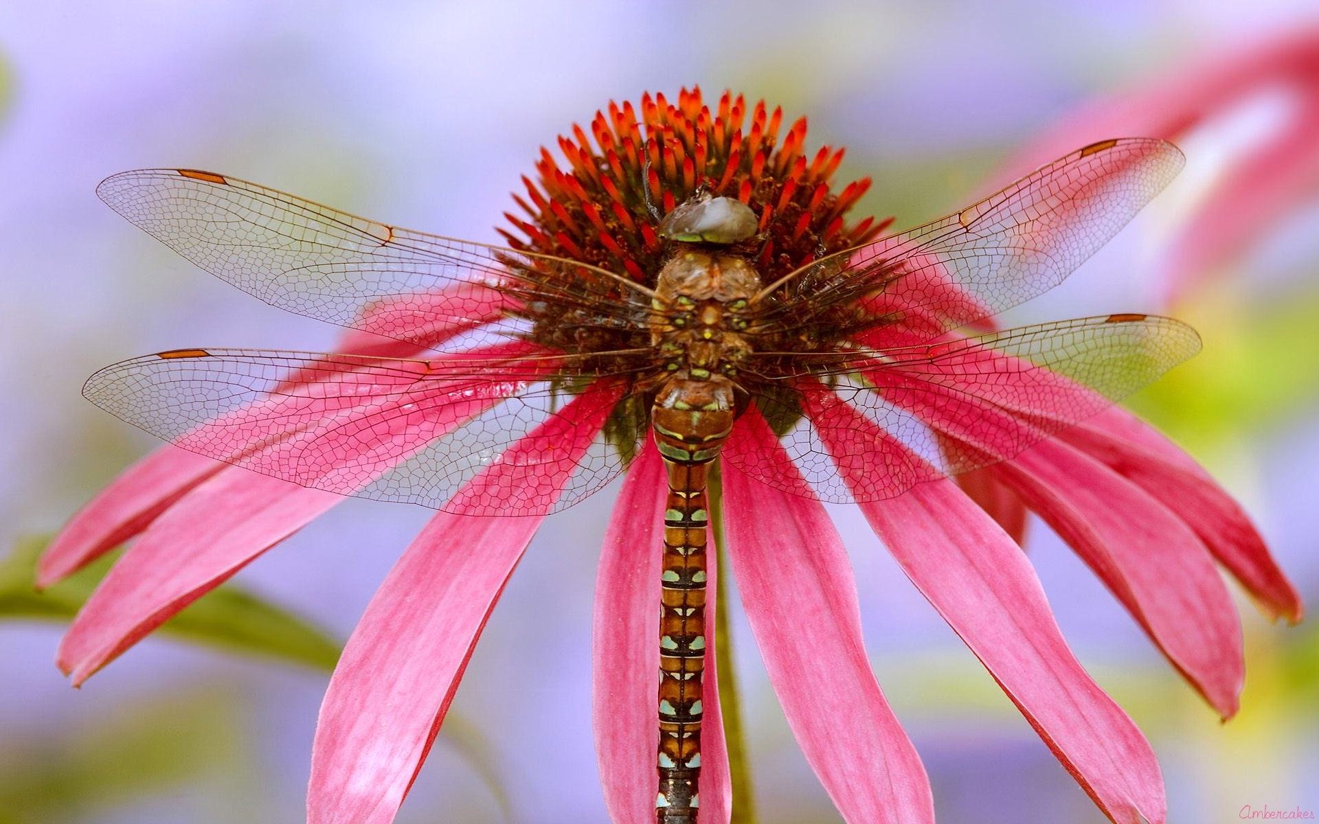 Close Up Cone Flower Dragonfly Flower Macro 1920x1200