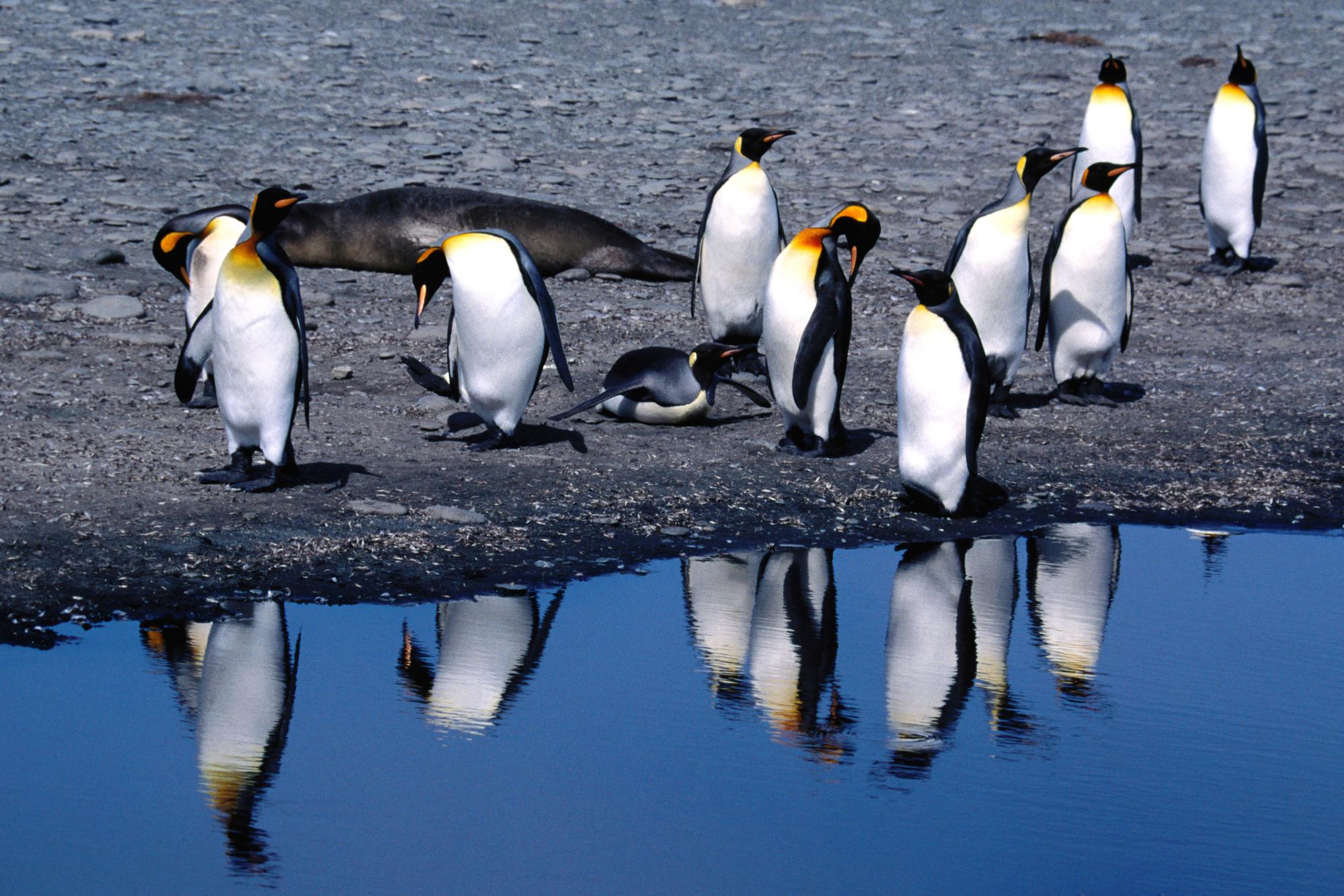Bird Penguin 1999x1333