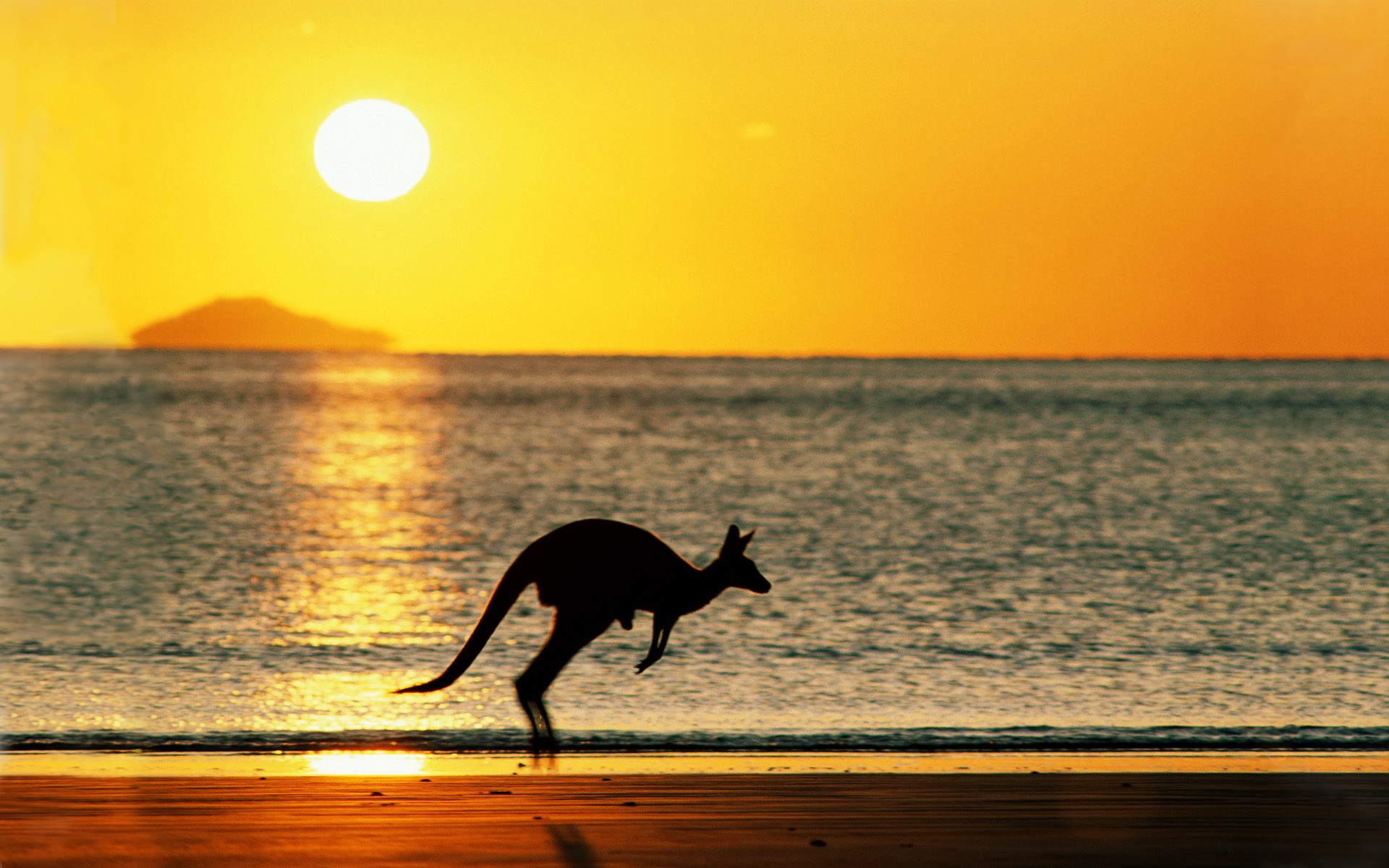 Australia Beach Jump Kangaroo Sea Sun Sunset 1920x1200