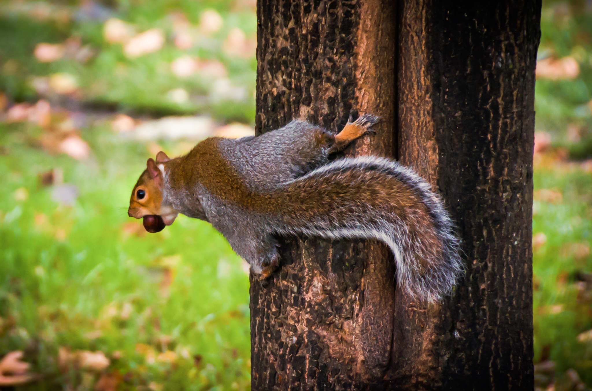 Acorn Animal Cute England Fall Hyde Park London Nature Park Squirrel Wildlife 2048x1354