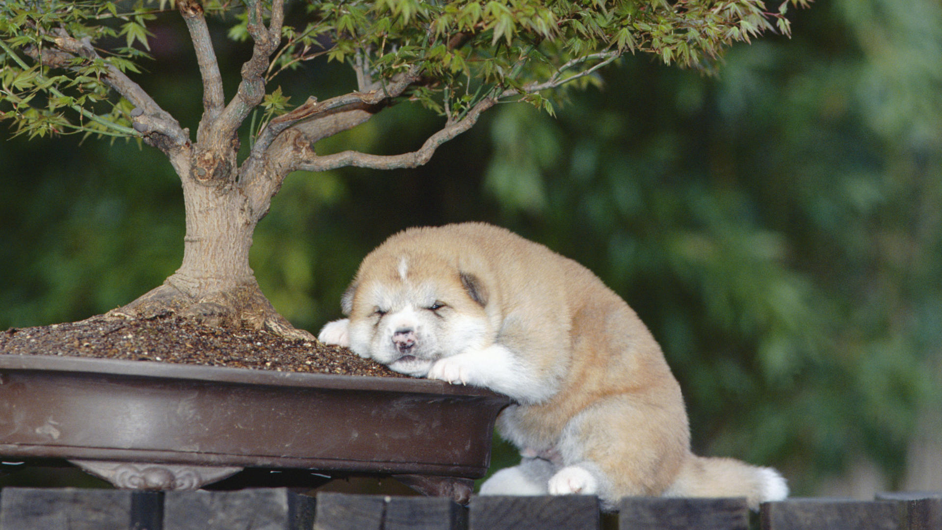 Baby Animal Bonsai Dog Pet Puppy Sleeping 1920x1080