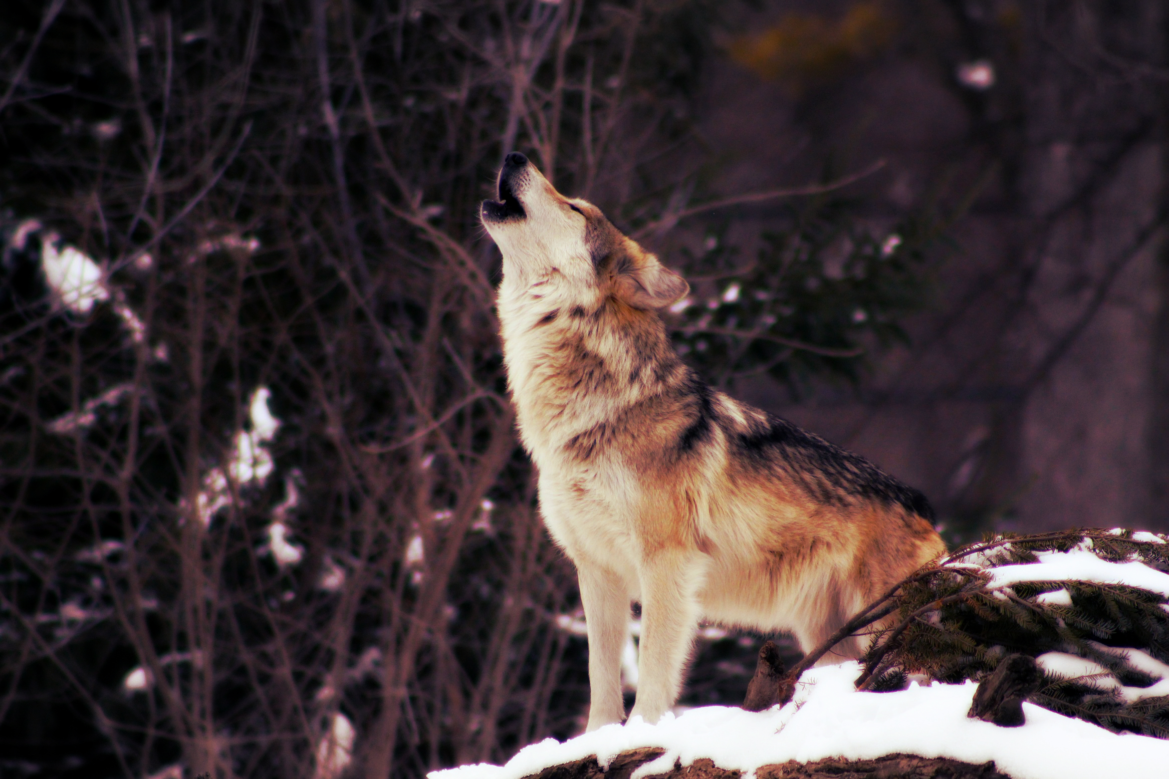 Howling Snow Wildlife Wolf Predator Animal 2333x1555