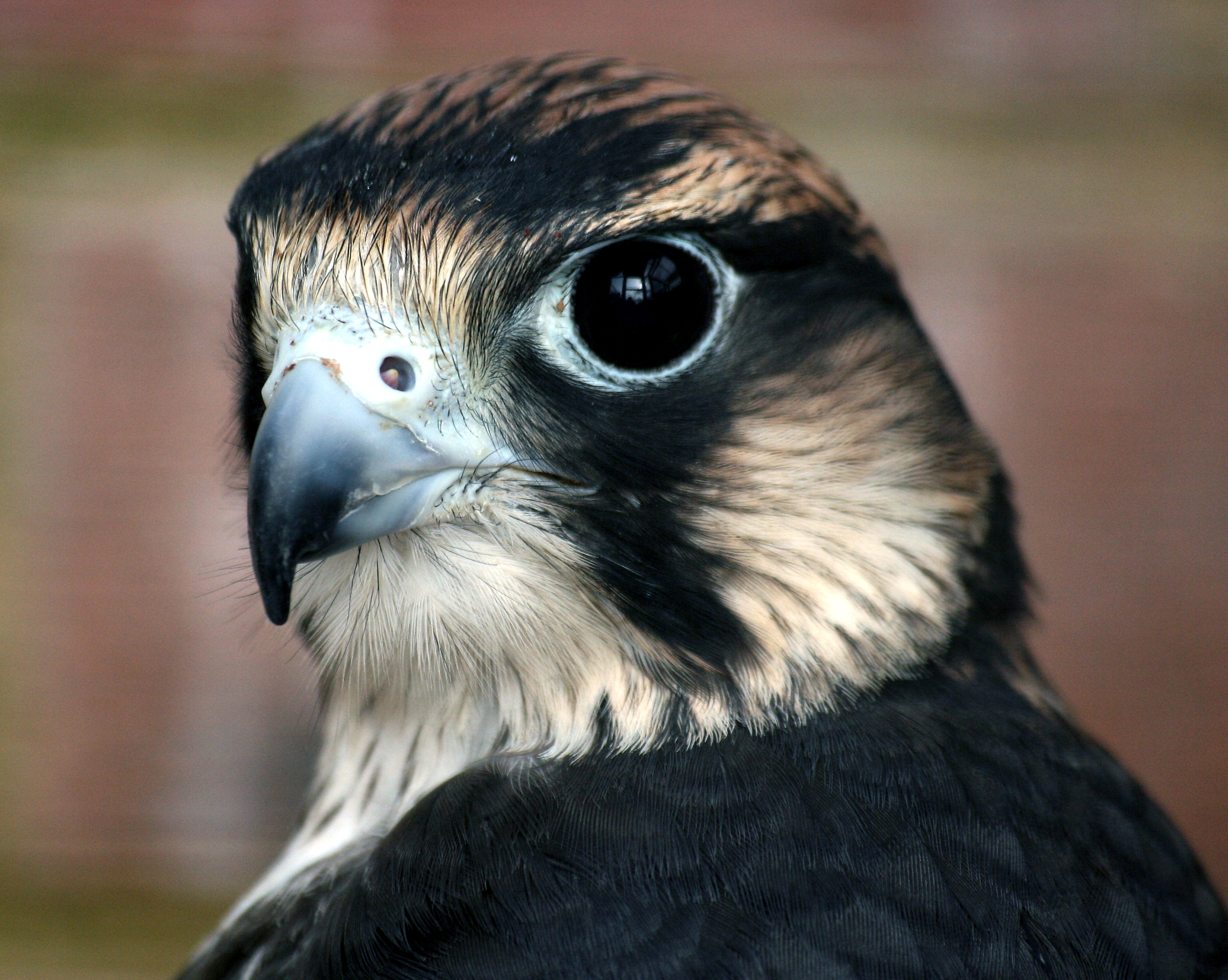 Animal Peregrine Falcon 3069x2449