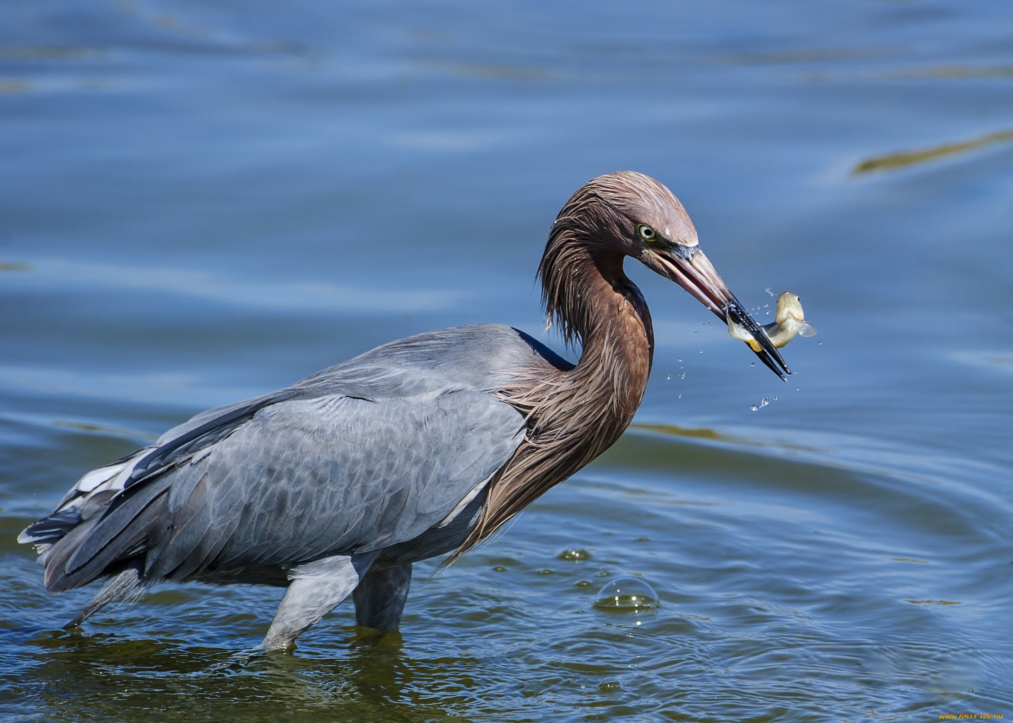 Animal Heron 2048x1463