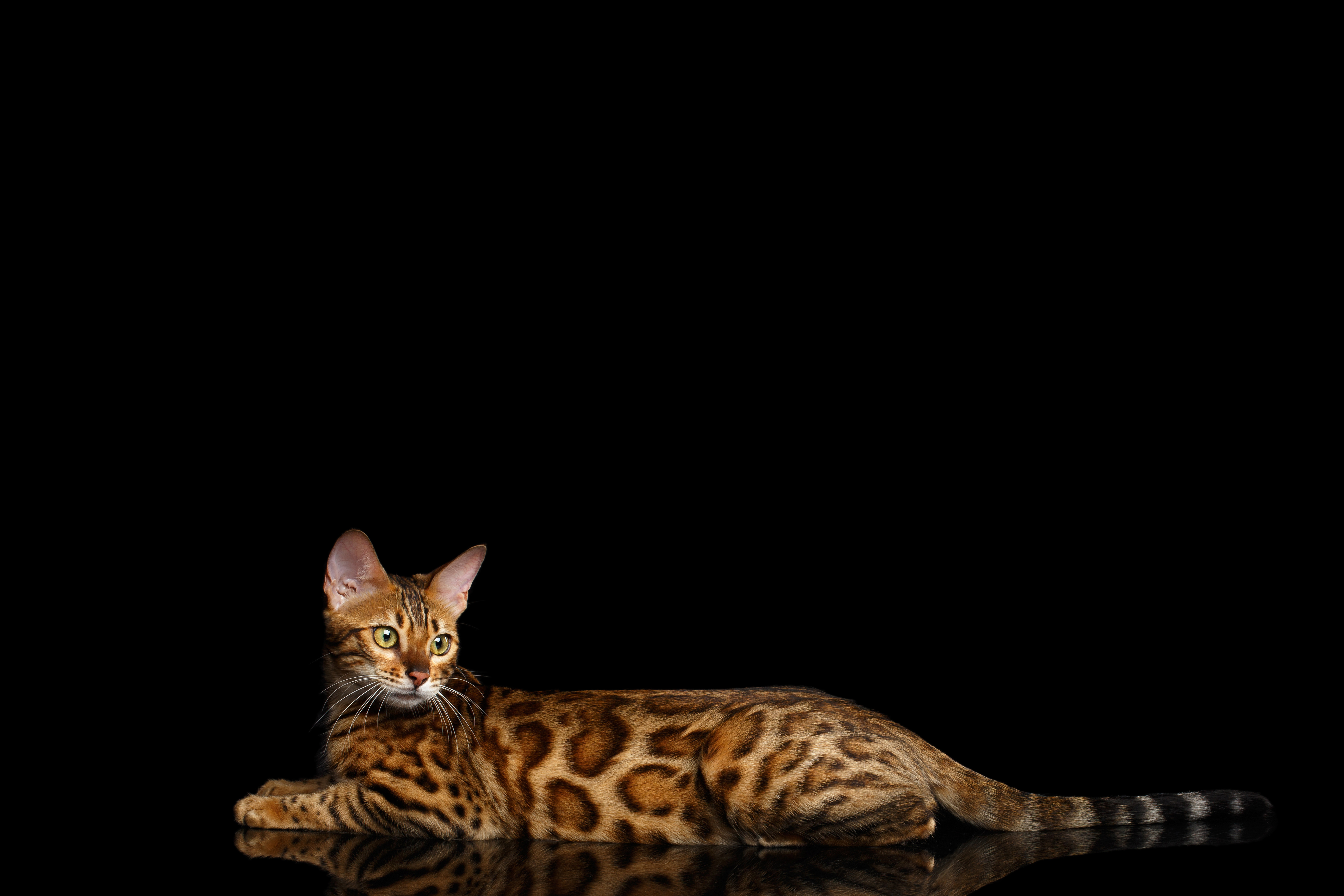 Bengal Cat Cat Reflection 5472x3648