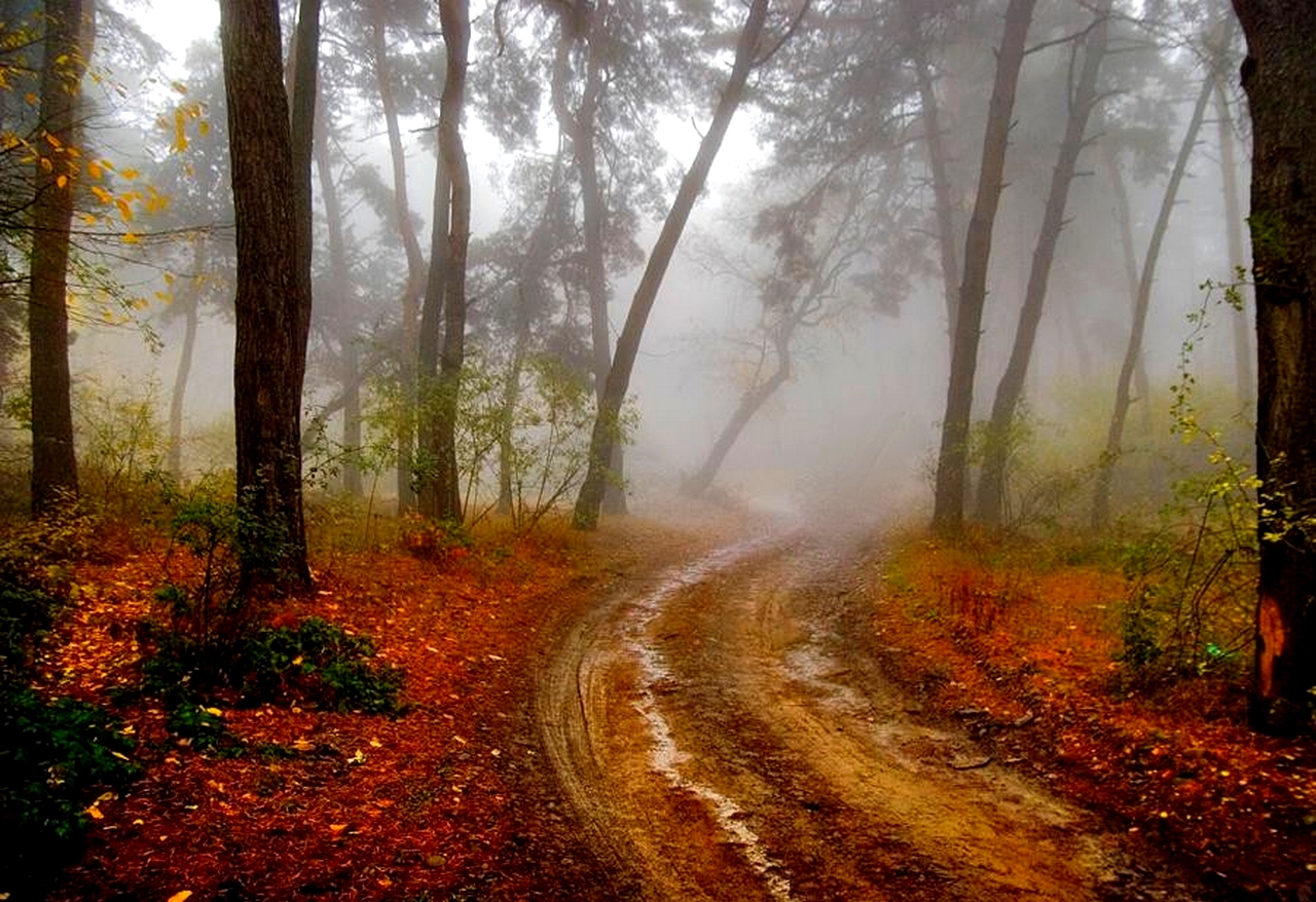 Fall Fog Forest Mud Path Road 1280x878