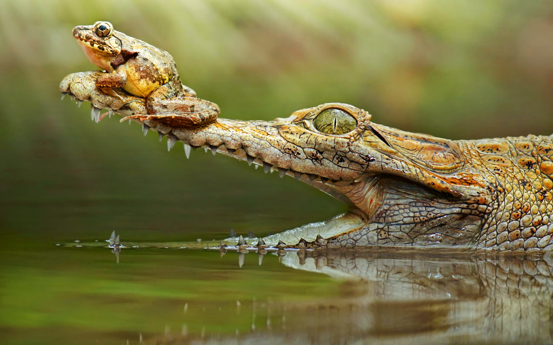 Amphibian Crocodile Frog Wildlife 1920x1200