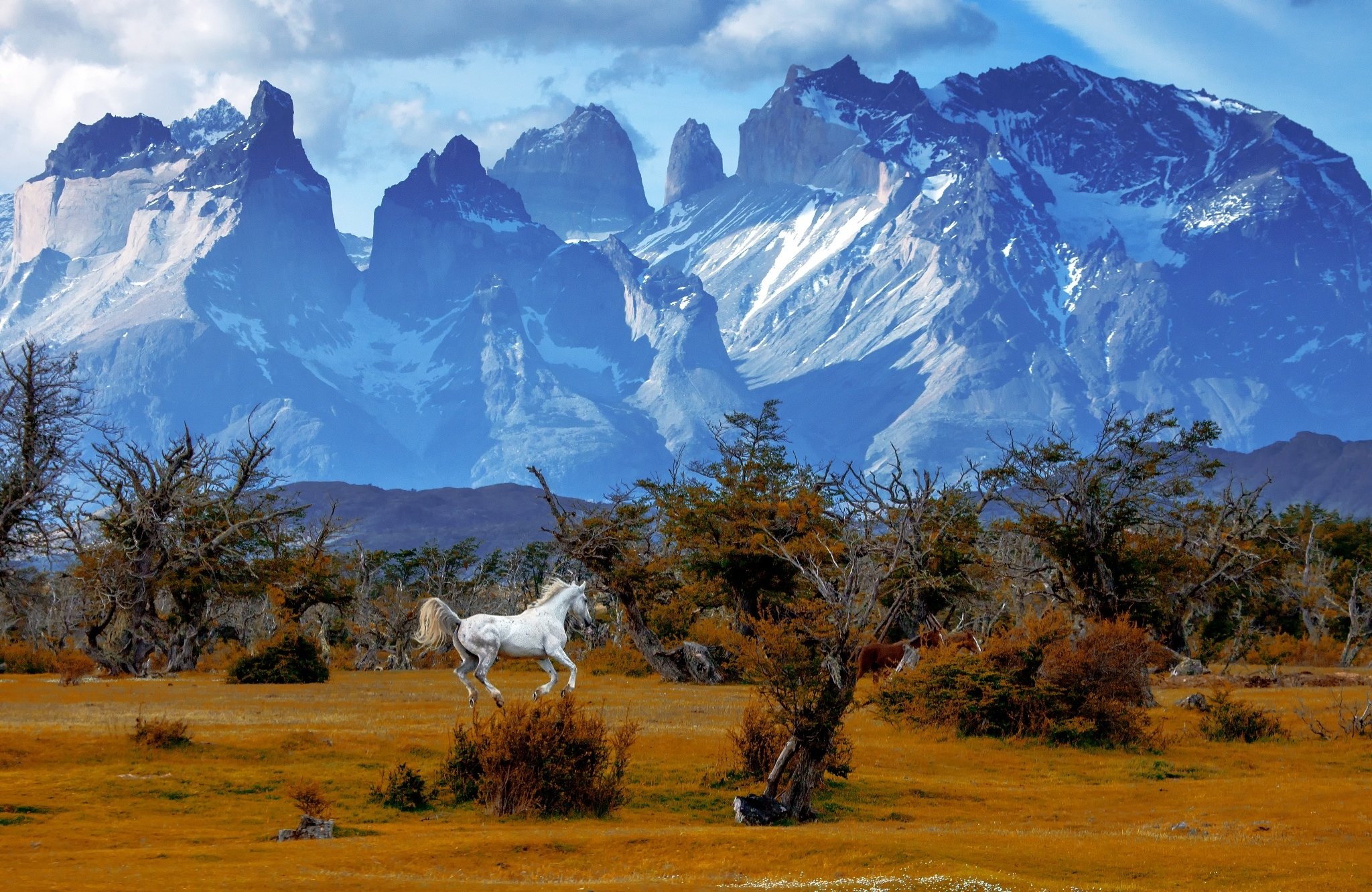 Animal Chile Horse Landscape Mountain Patagonia 2048x1331