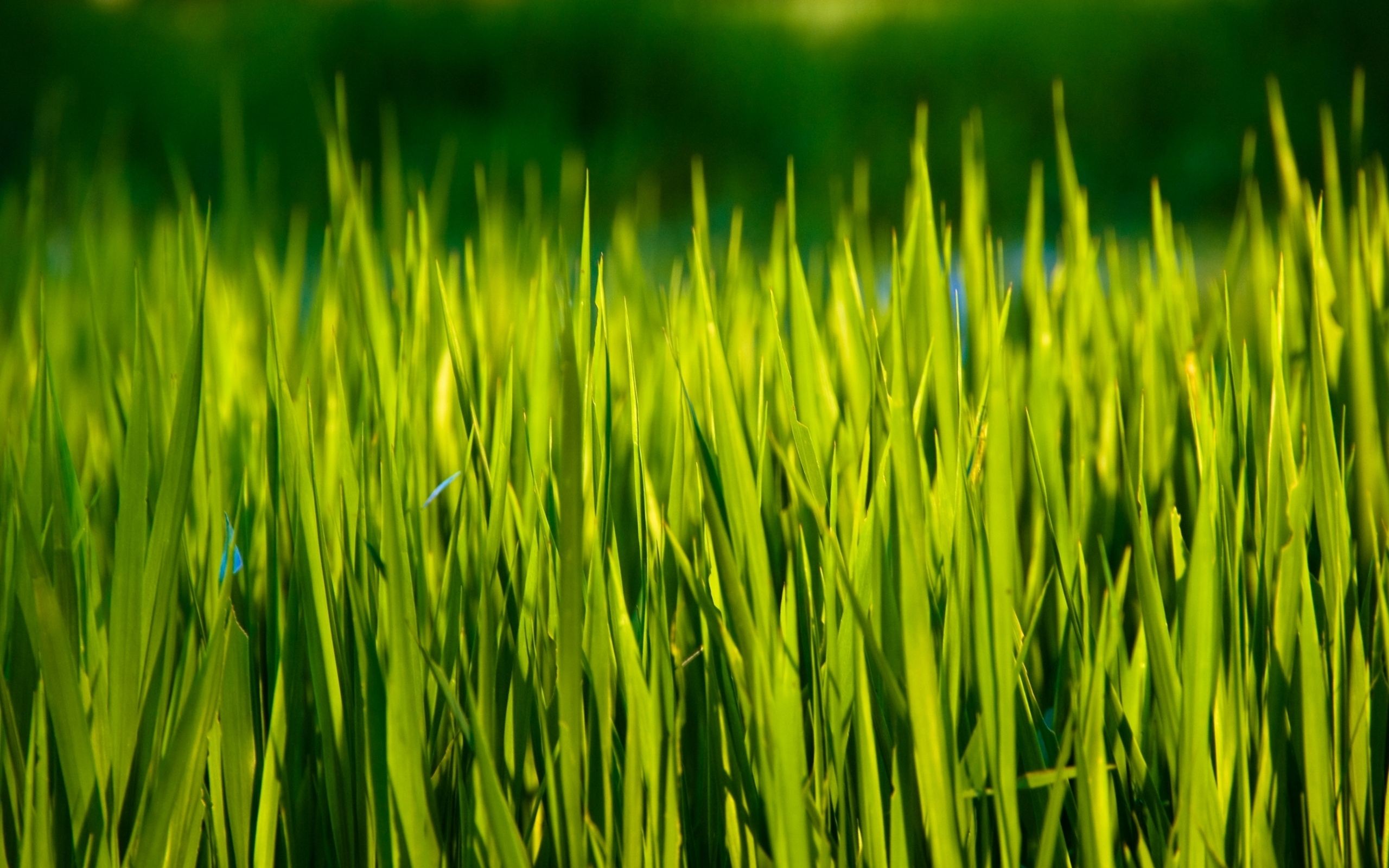 Earth Grass 2560x1600