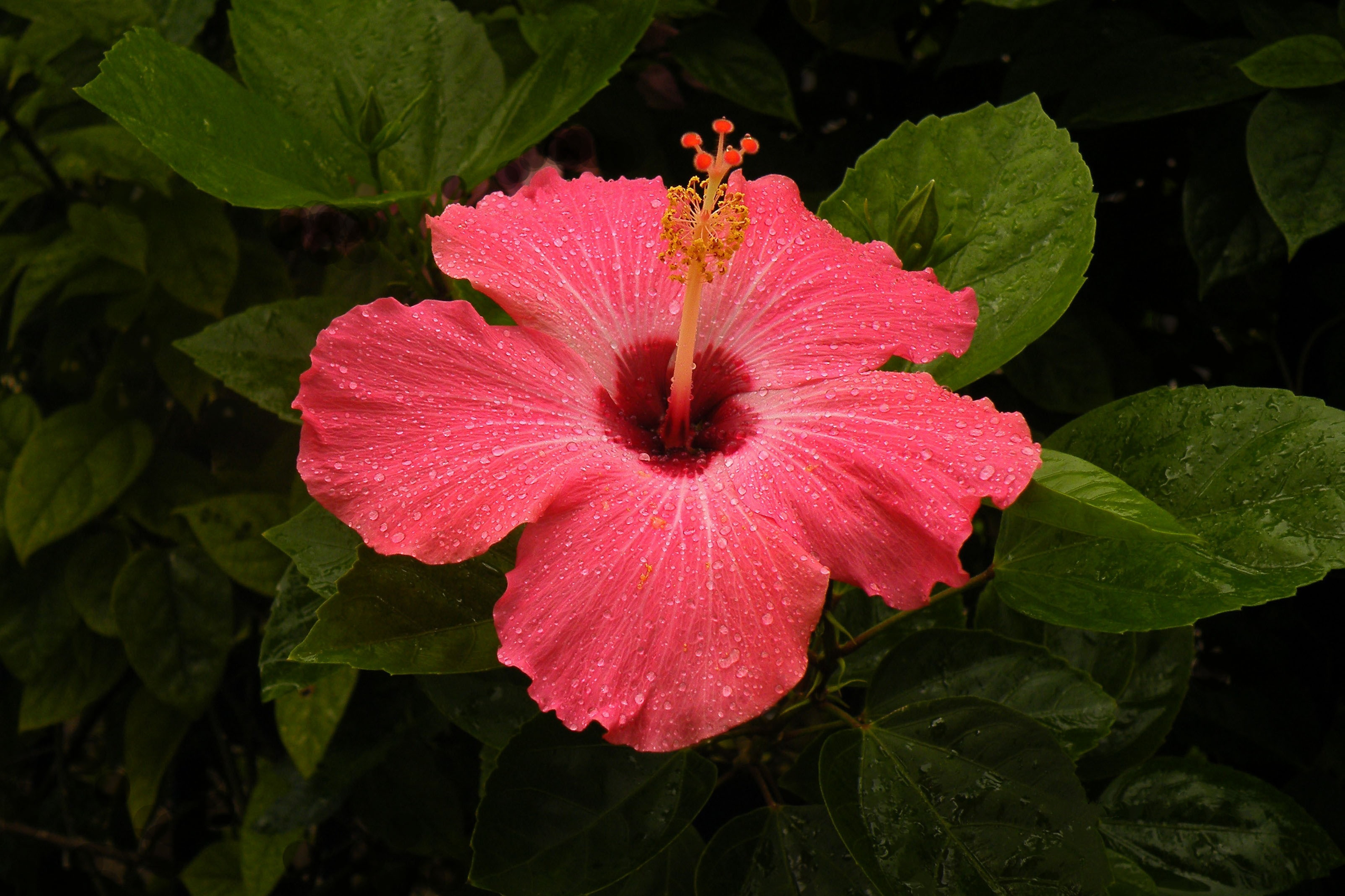 Earth Flower Hibiscus Pink Flower 3000x2000