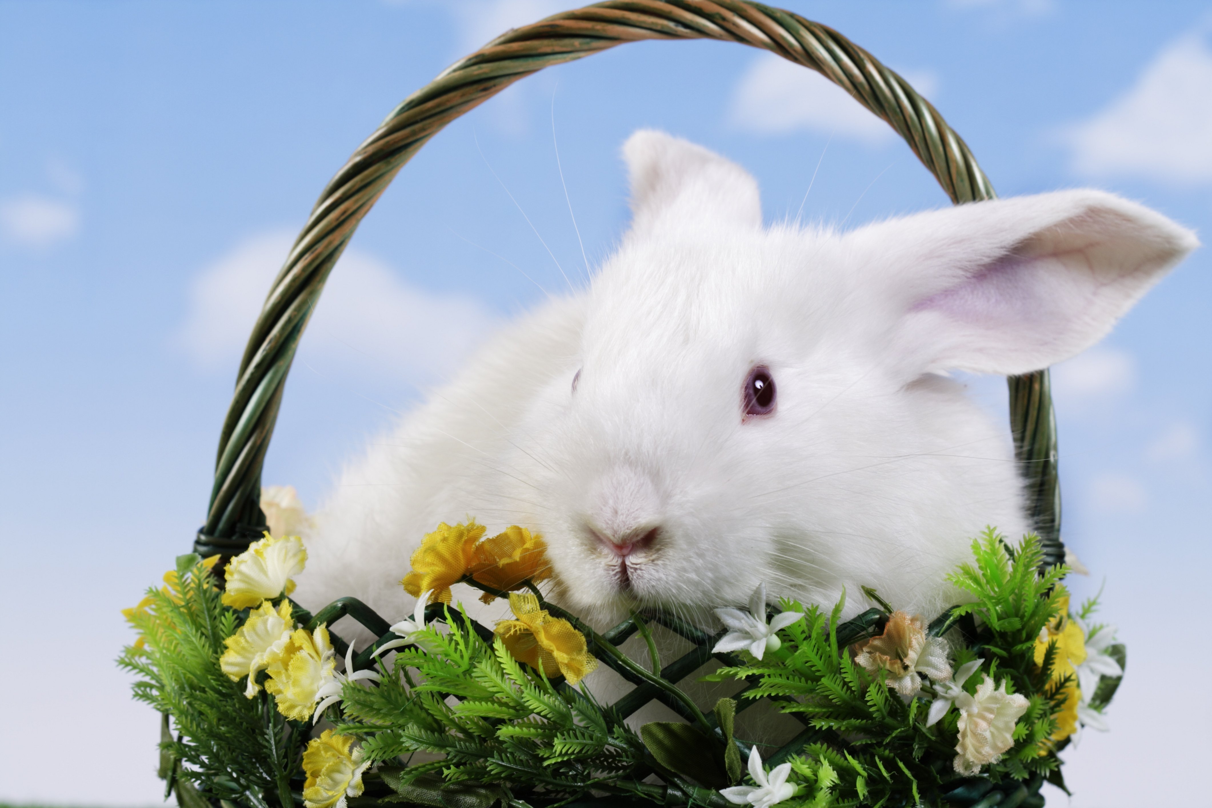 Basket Bunny Easter Rabbit 4242x2828