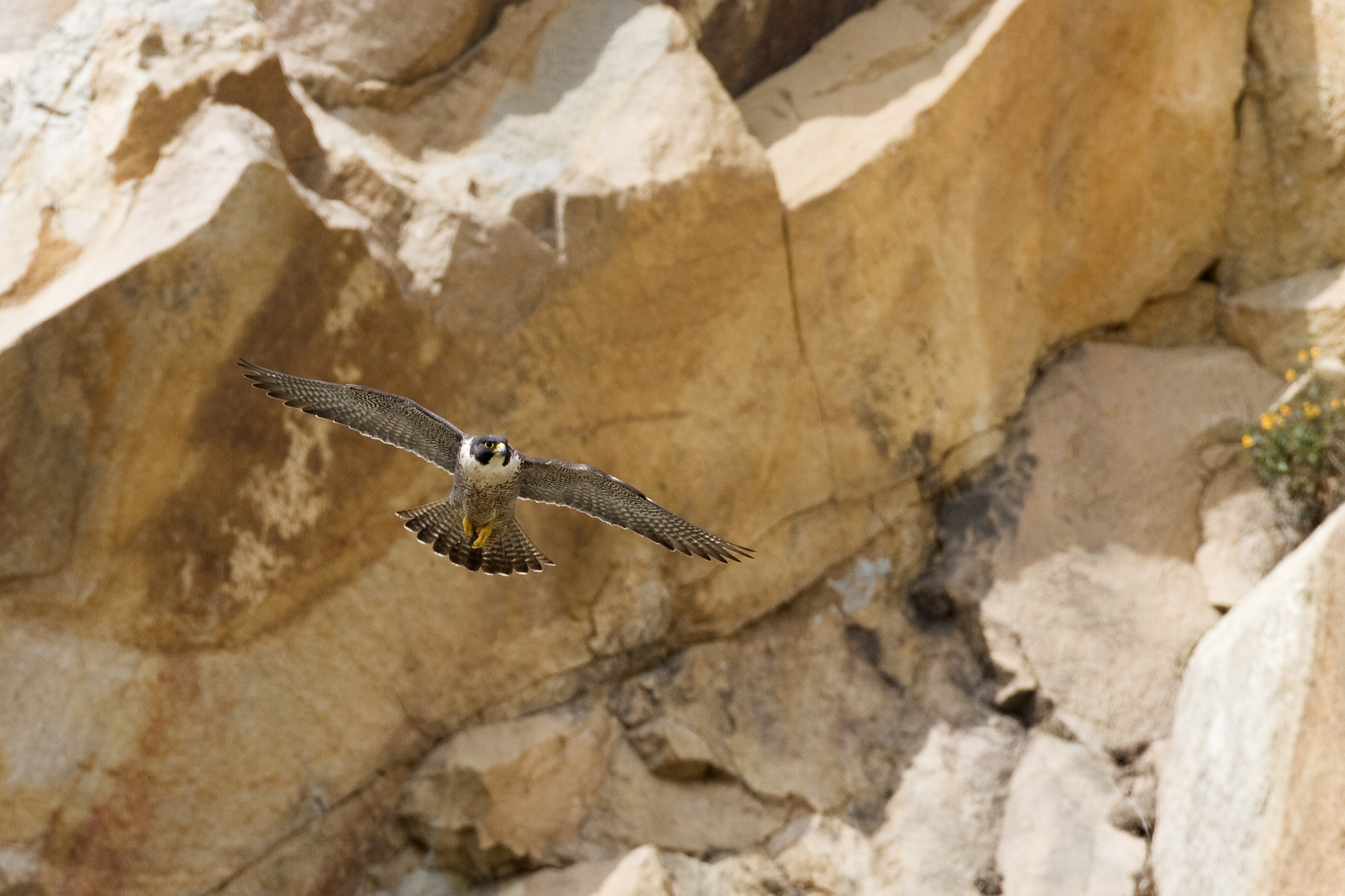 Animal Peregrine Falcon 3888x2592