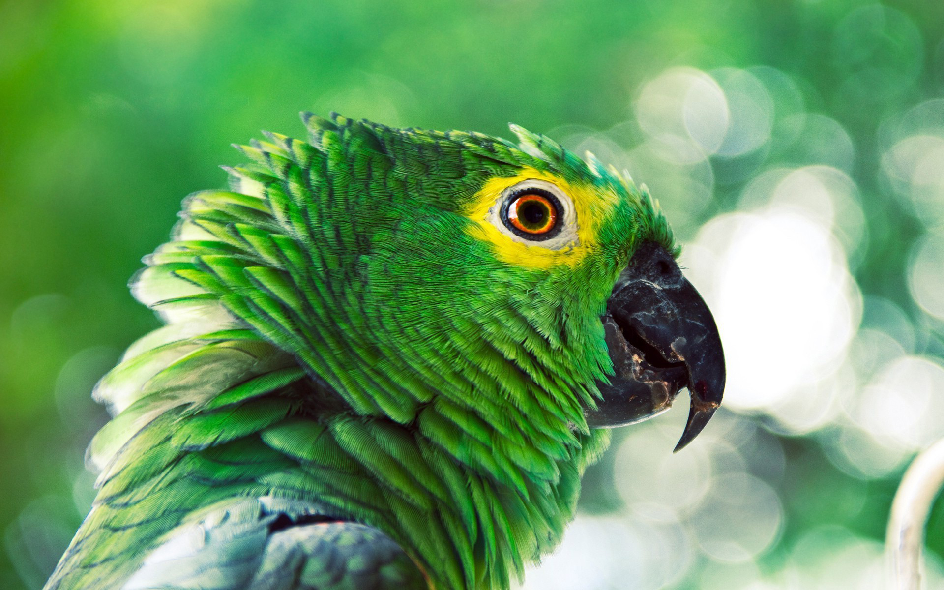 Animal Parrot 1920x1200