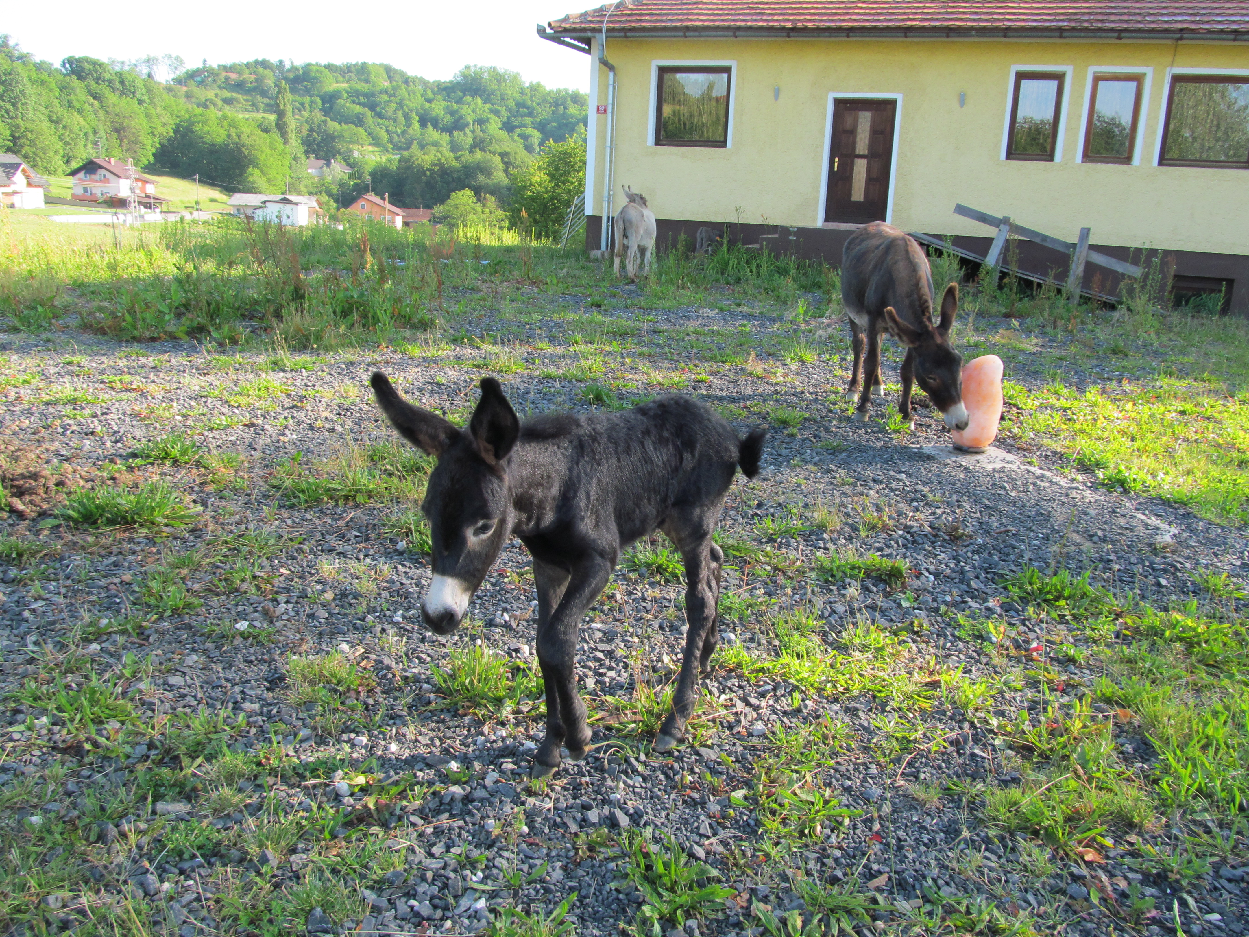 Animal Donkey 4320x3240