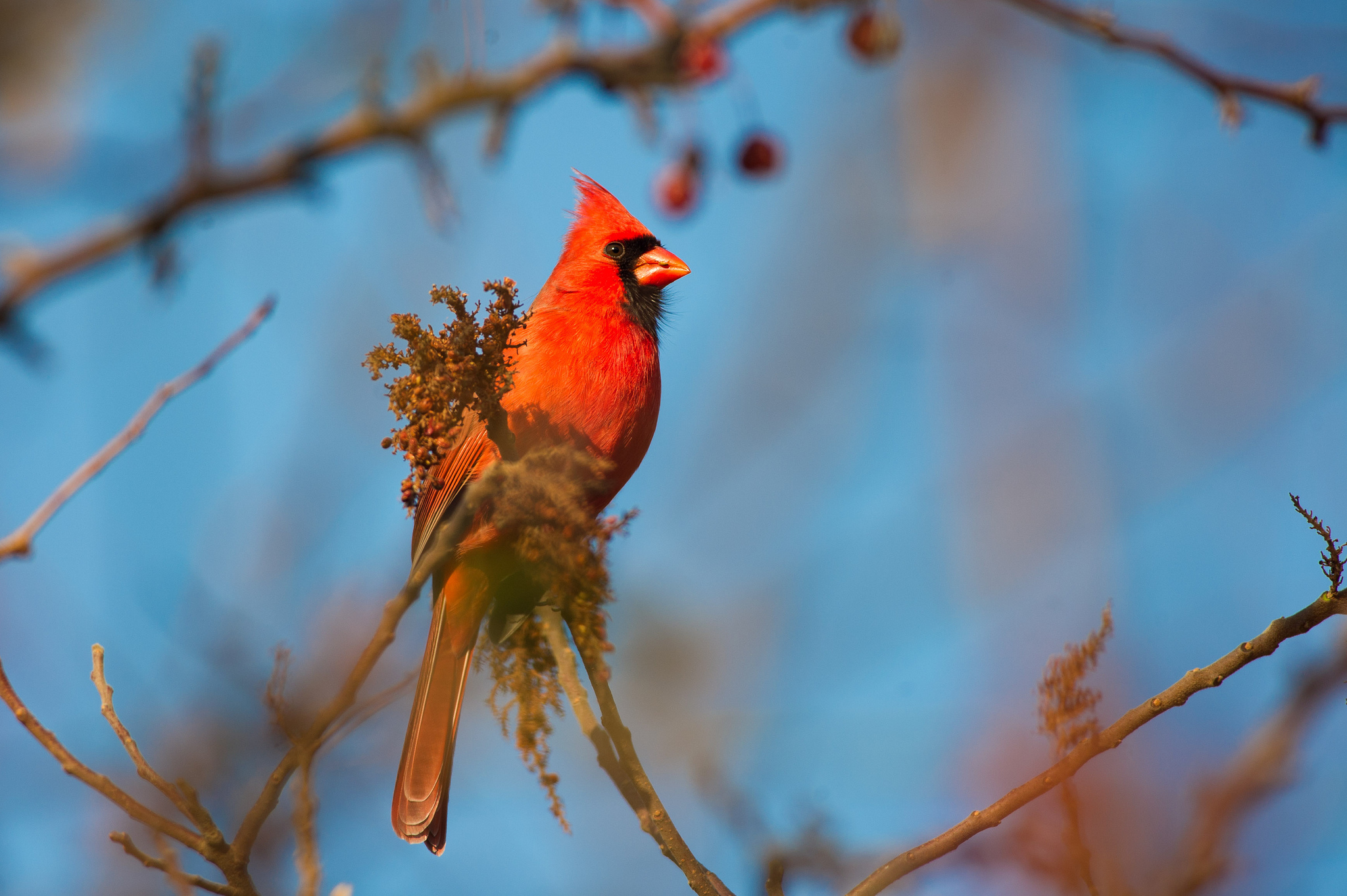 Animal Cardinal 2048x1363