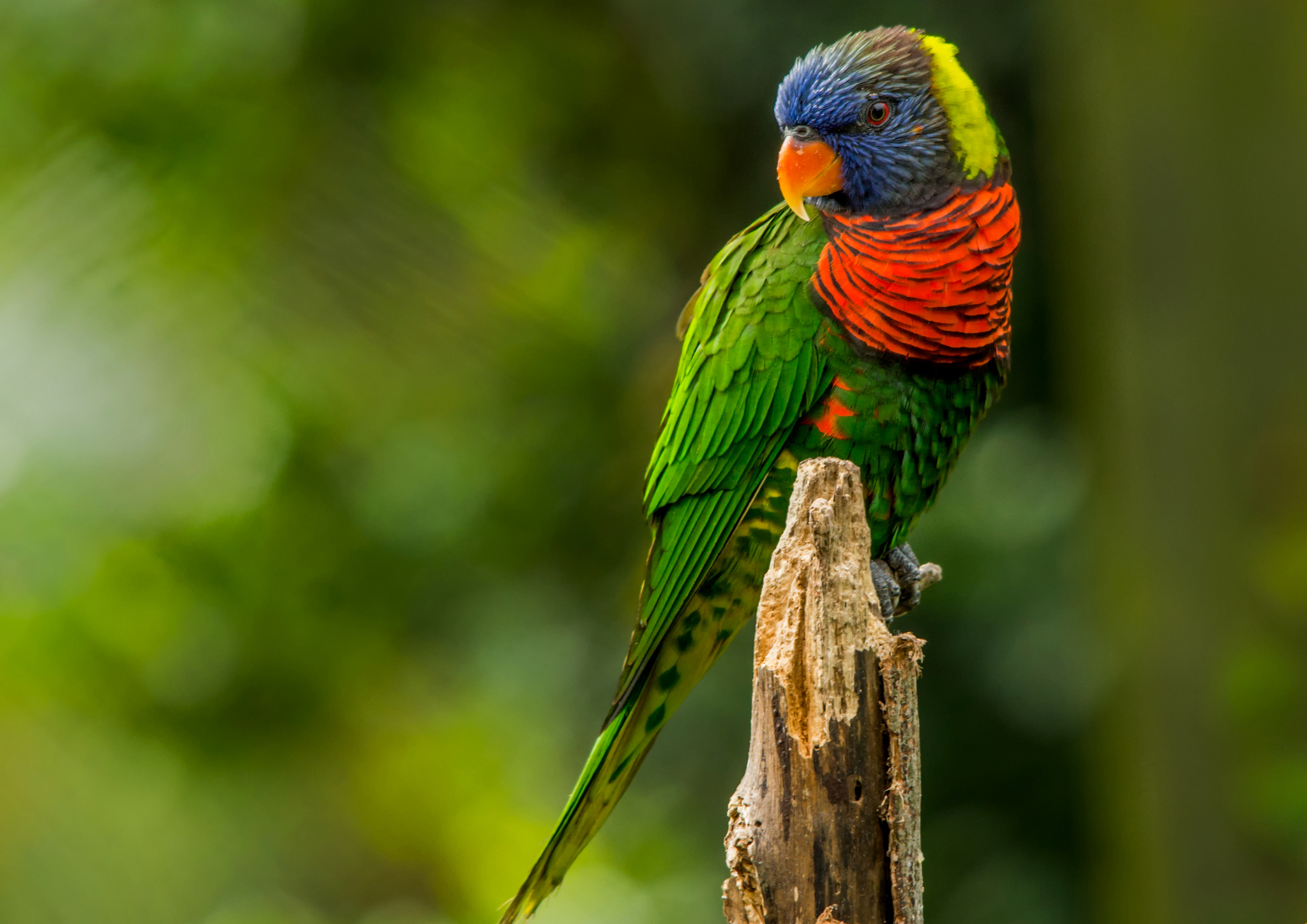 Bird Blur Parrot Wildlife 2048x1449