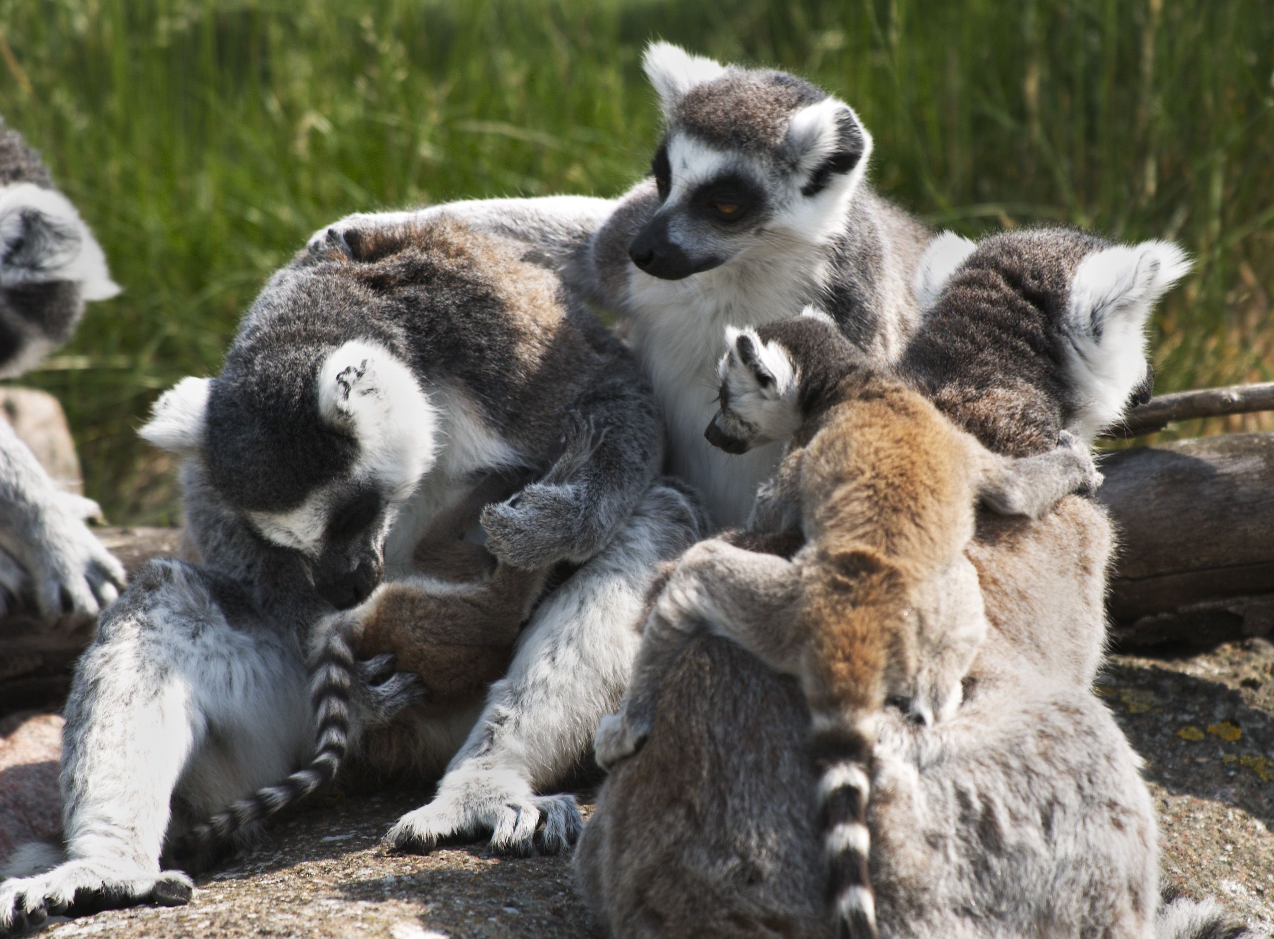Lemur 2554x1884