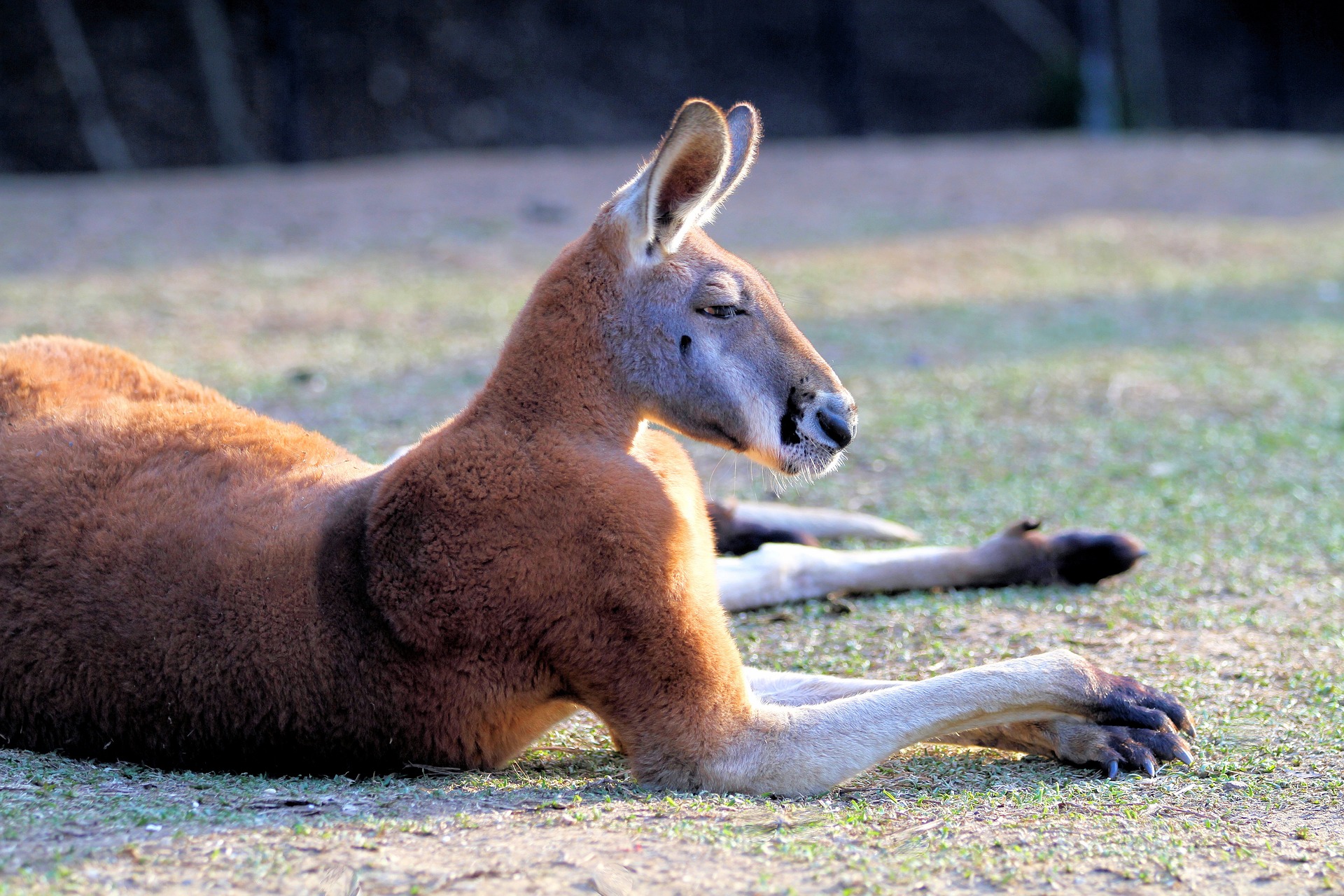 Australian Kangaroo Lying Down Mammal Marsupial Wildlife 1920x1280