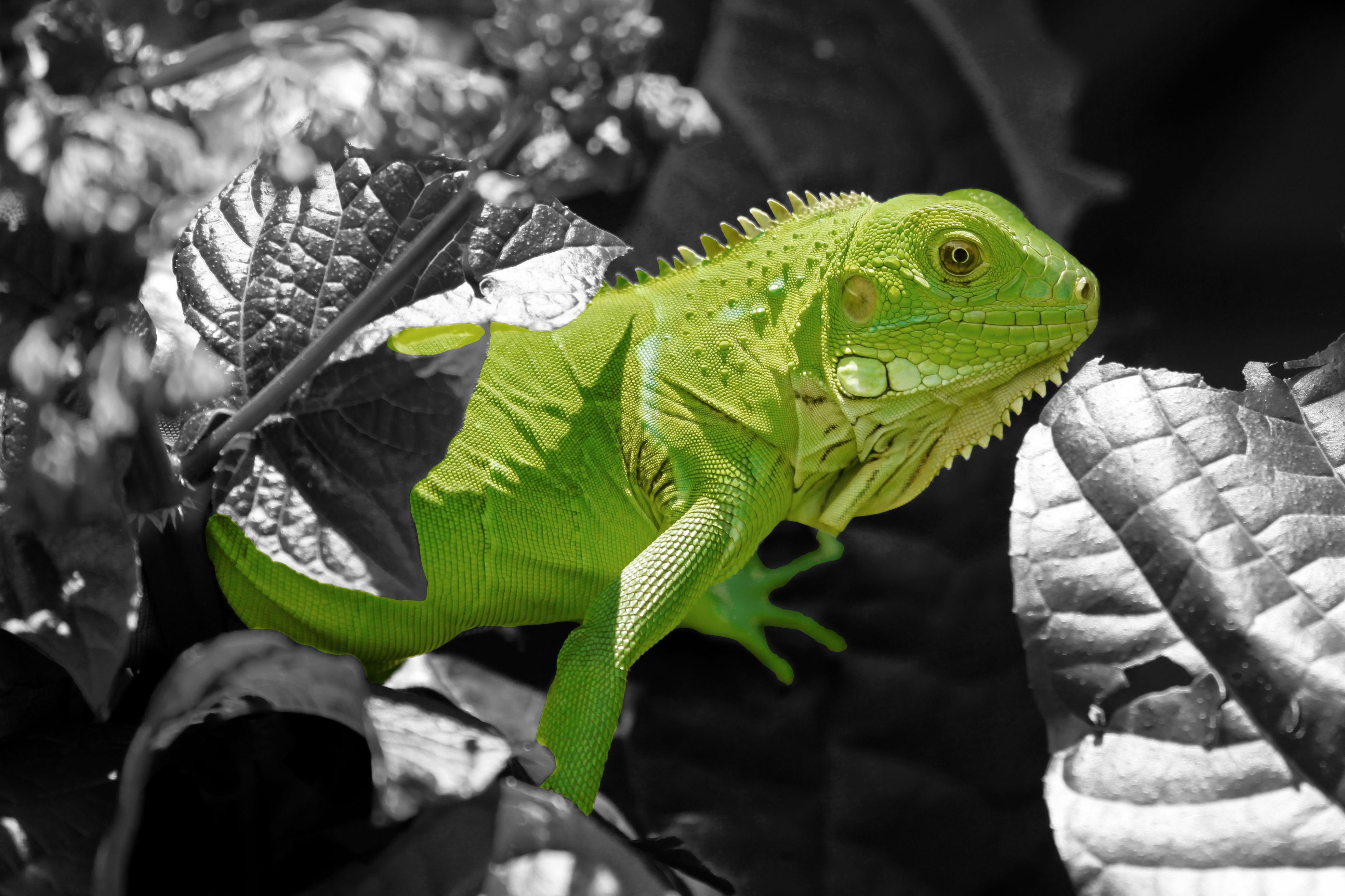 Green Iguana Leaf Lizard Reptile Selective Color Wildlife 3933x2621