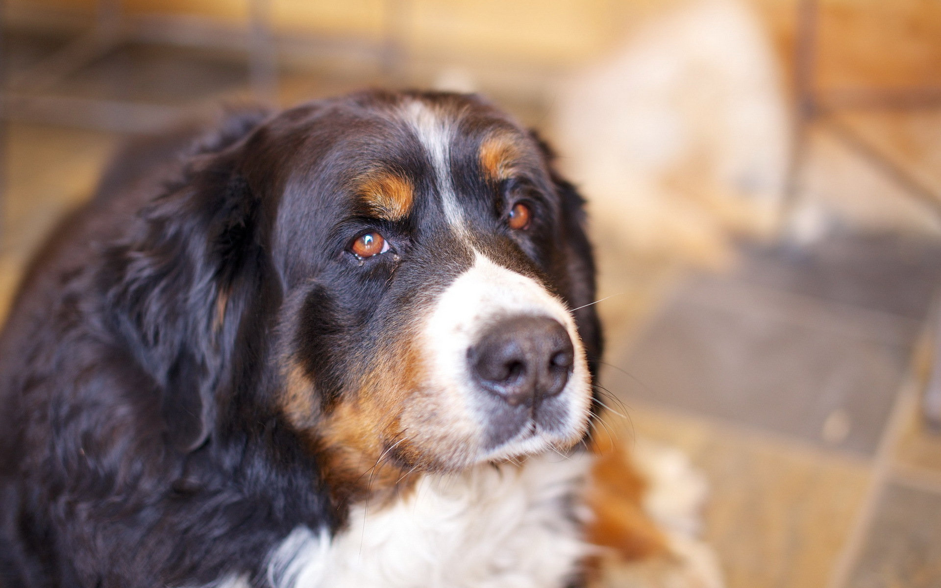 Bernese Mountain Dog 1920x1200