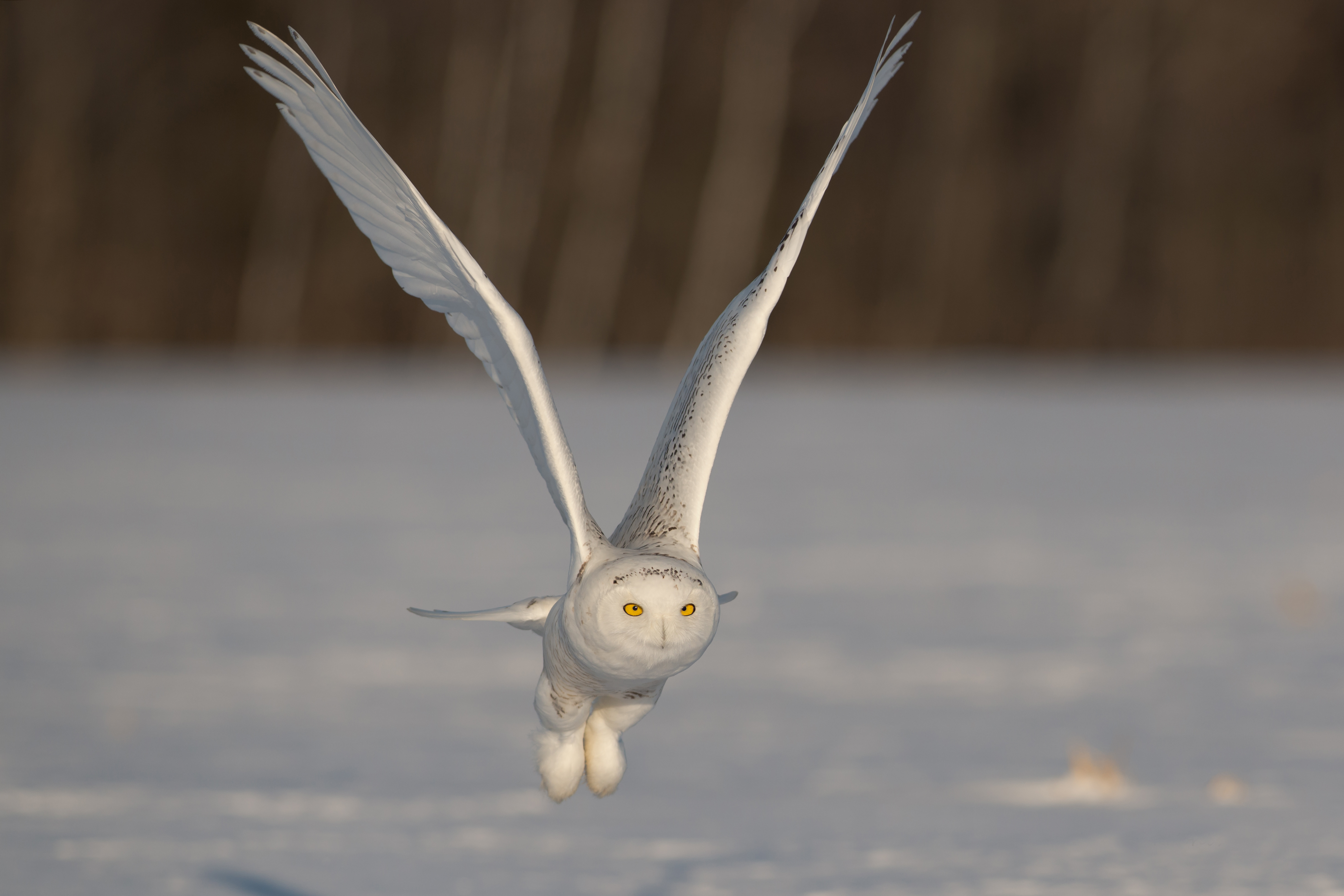 Bird Flight Flying Owl Snowy Owl 4882x3255