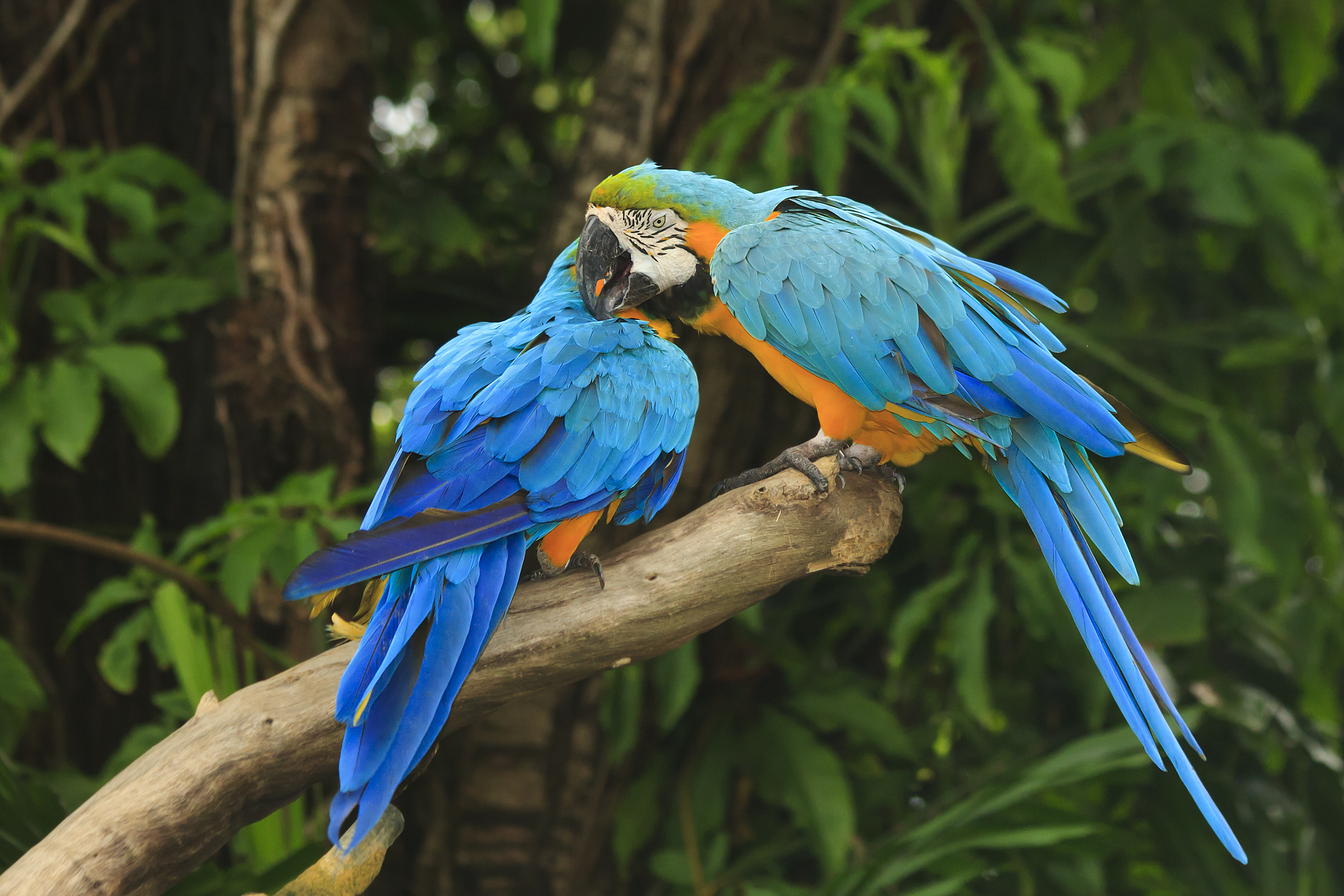 Animal Blue And Yellow Macaw 3406x2271