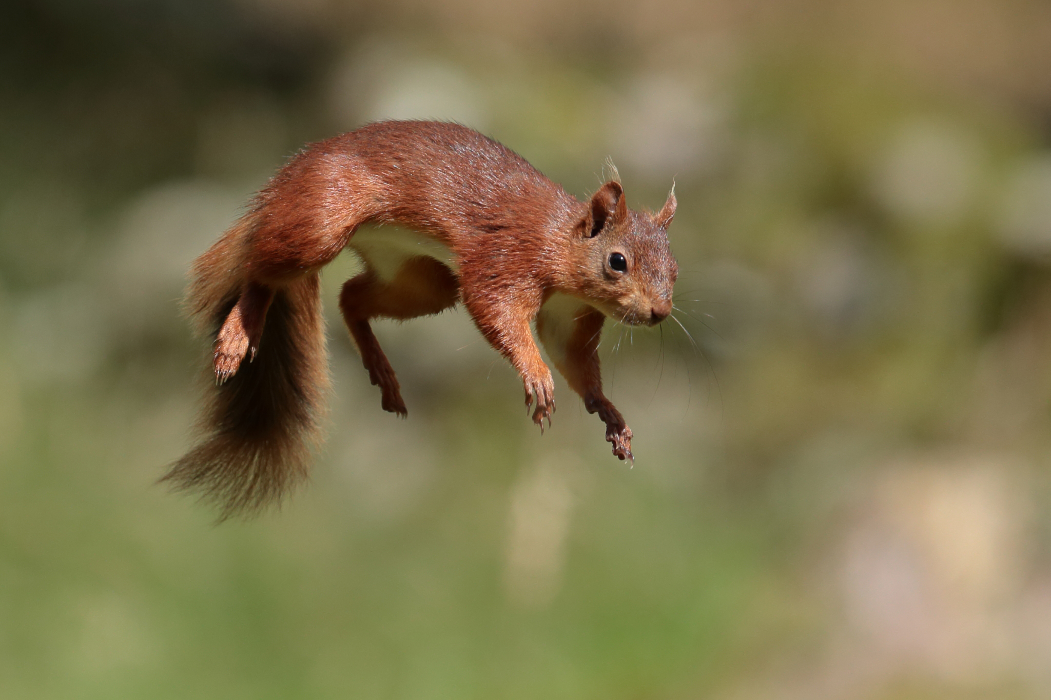 Animal Blur Jump Rodent Squirrel Wildlife 2048x1365
