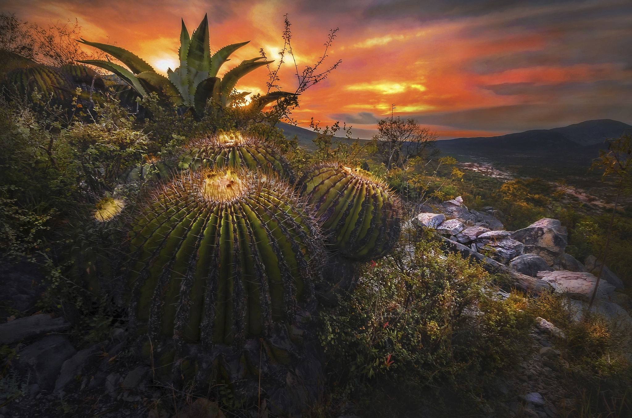 Cactus Landscape Nature Plant Sunset 2048x1356
