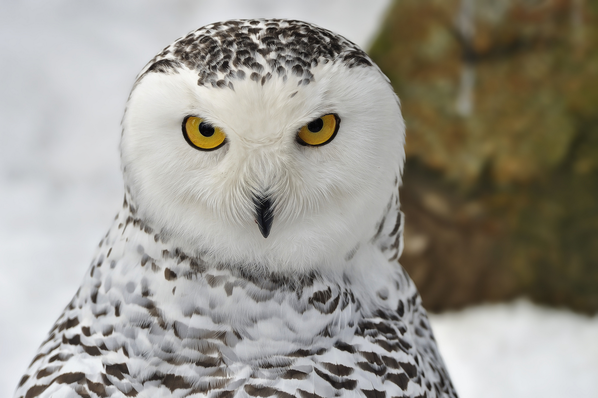 Animal Snowy Owl 2048x1363