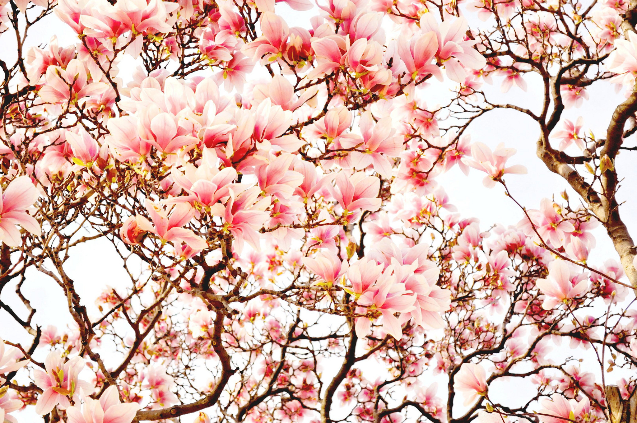 Blossom Branch Earth Magnolia Pink Flower Tree 2048x1360
