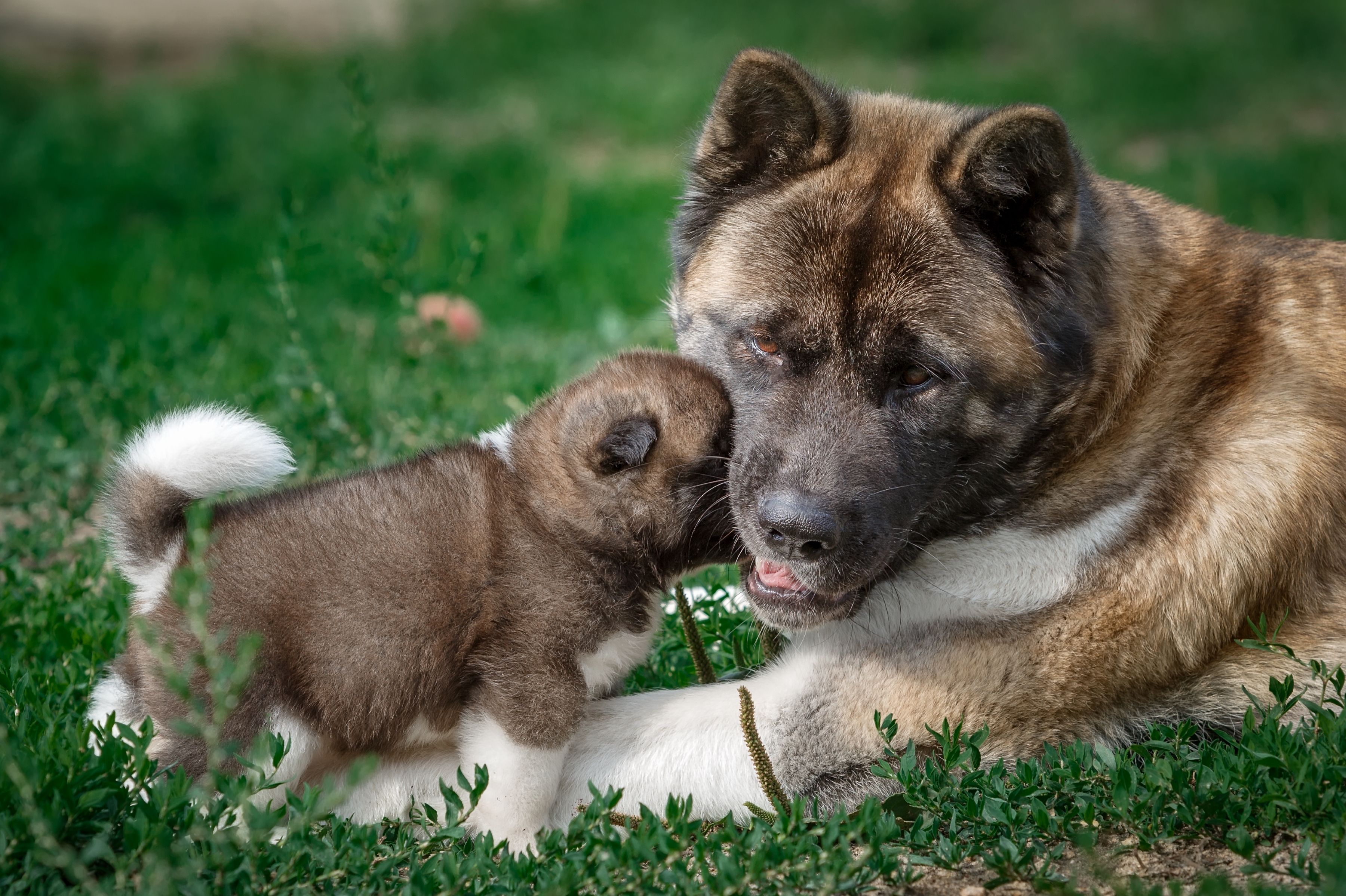 Akita Baby Animal Dog Puppy 3600x2397